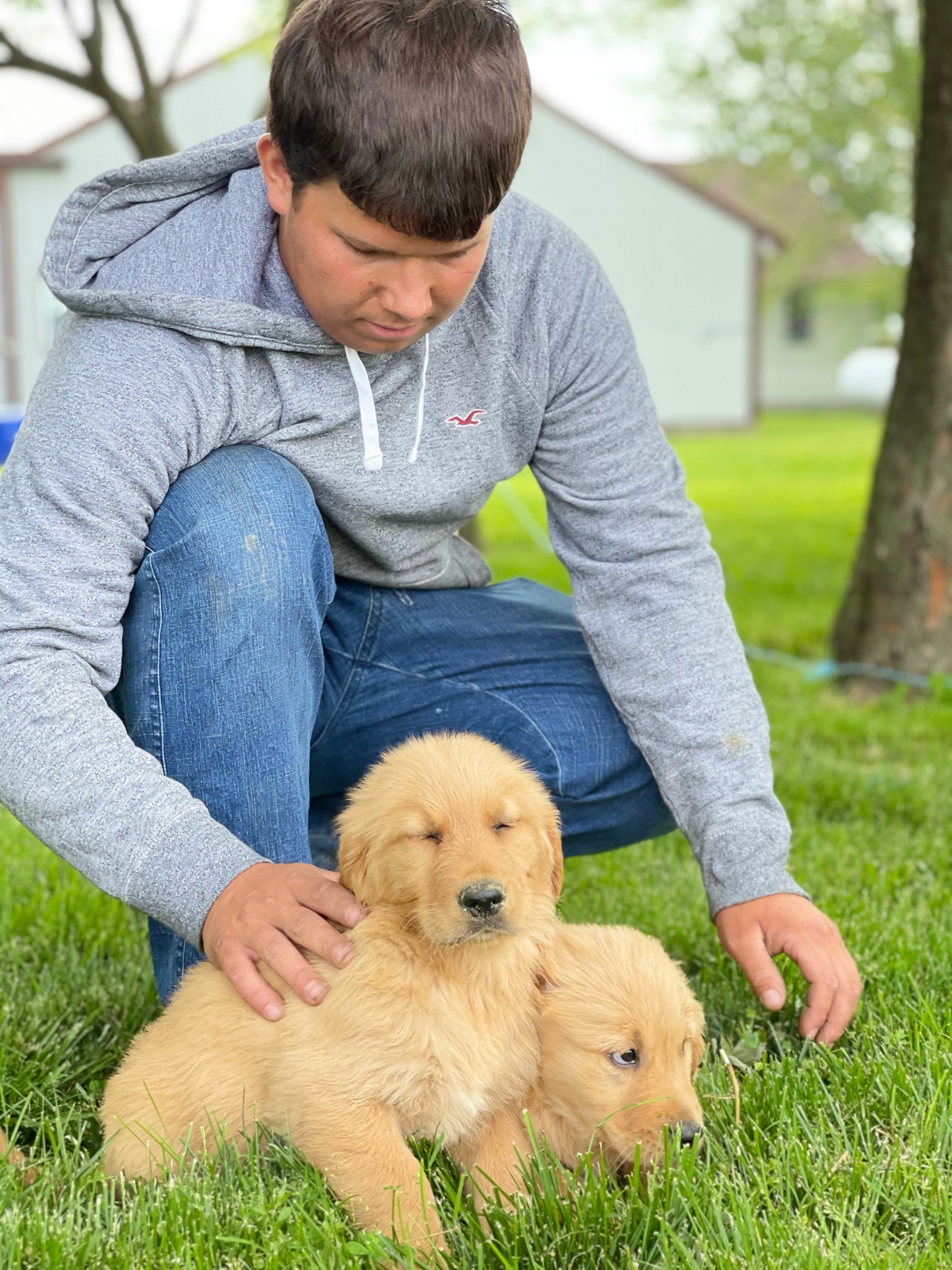 The family with some of their puppies