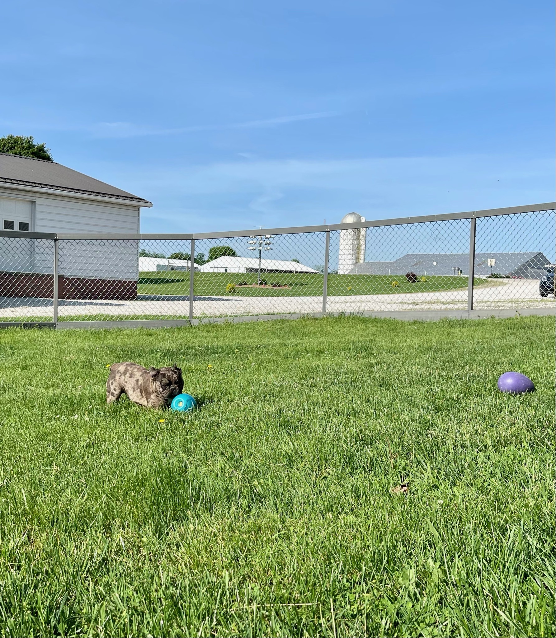 French Bulldogs playing in the grass