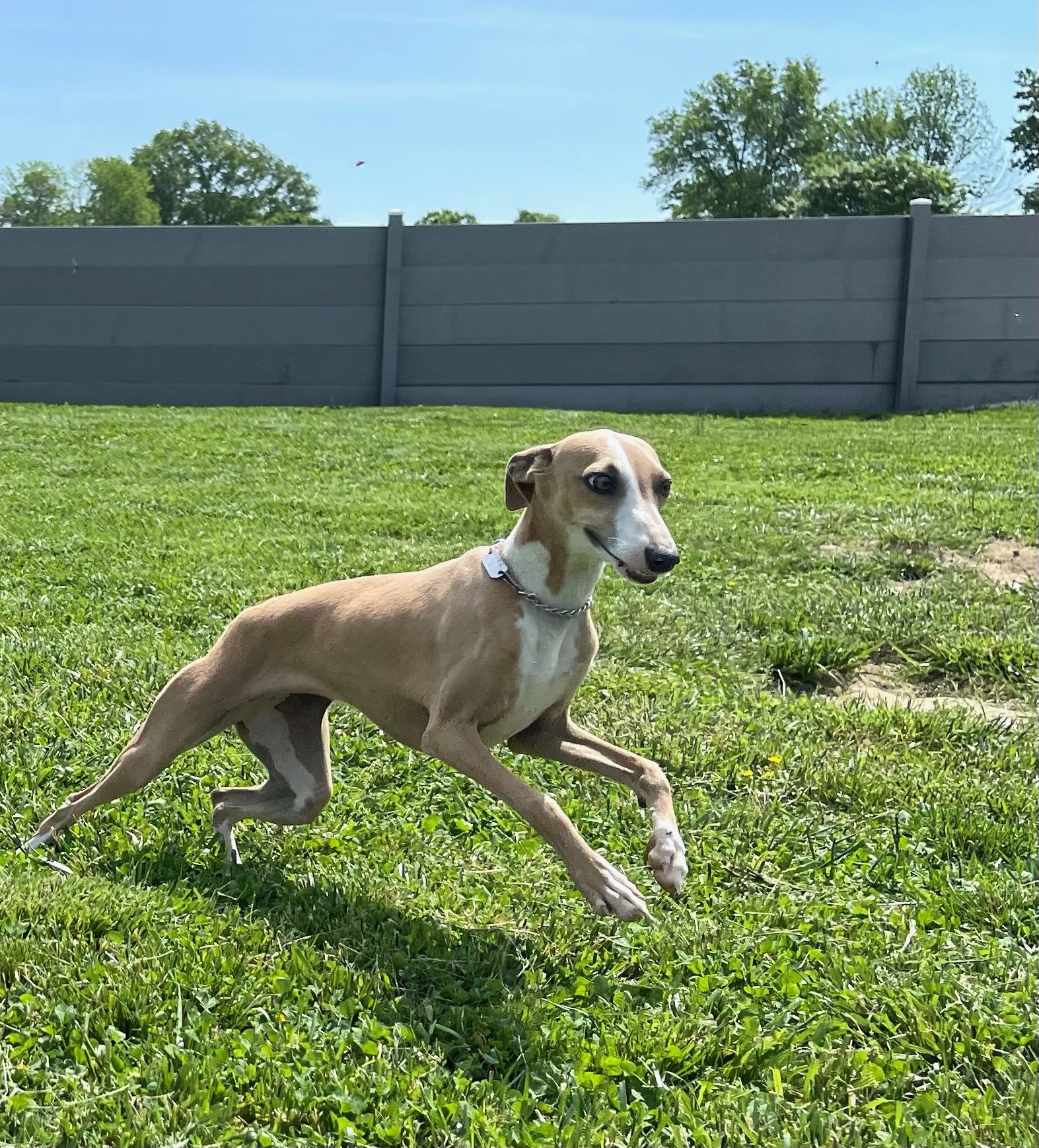 Italian Greyhound playing in the yard