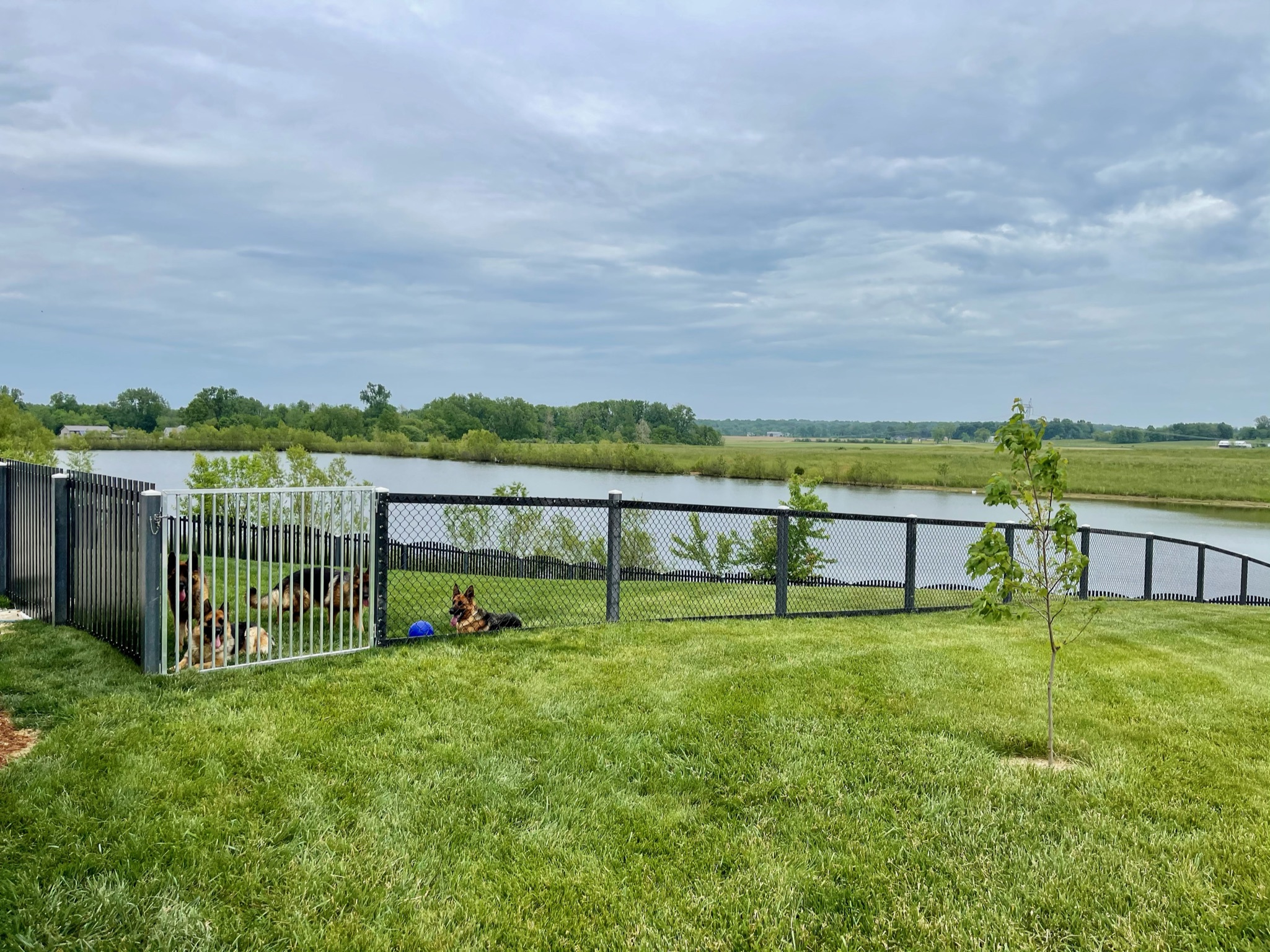 Outdoor play area for dogs