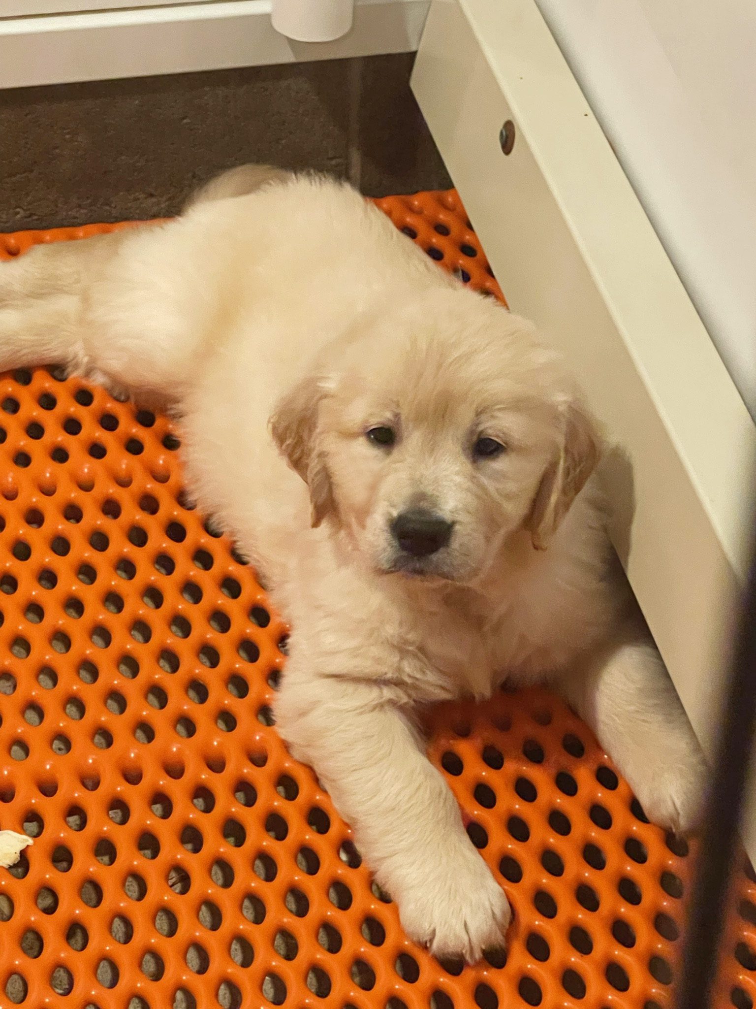 Young golden retriever relaxing