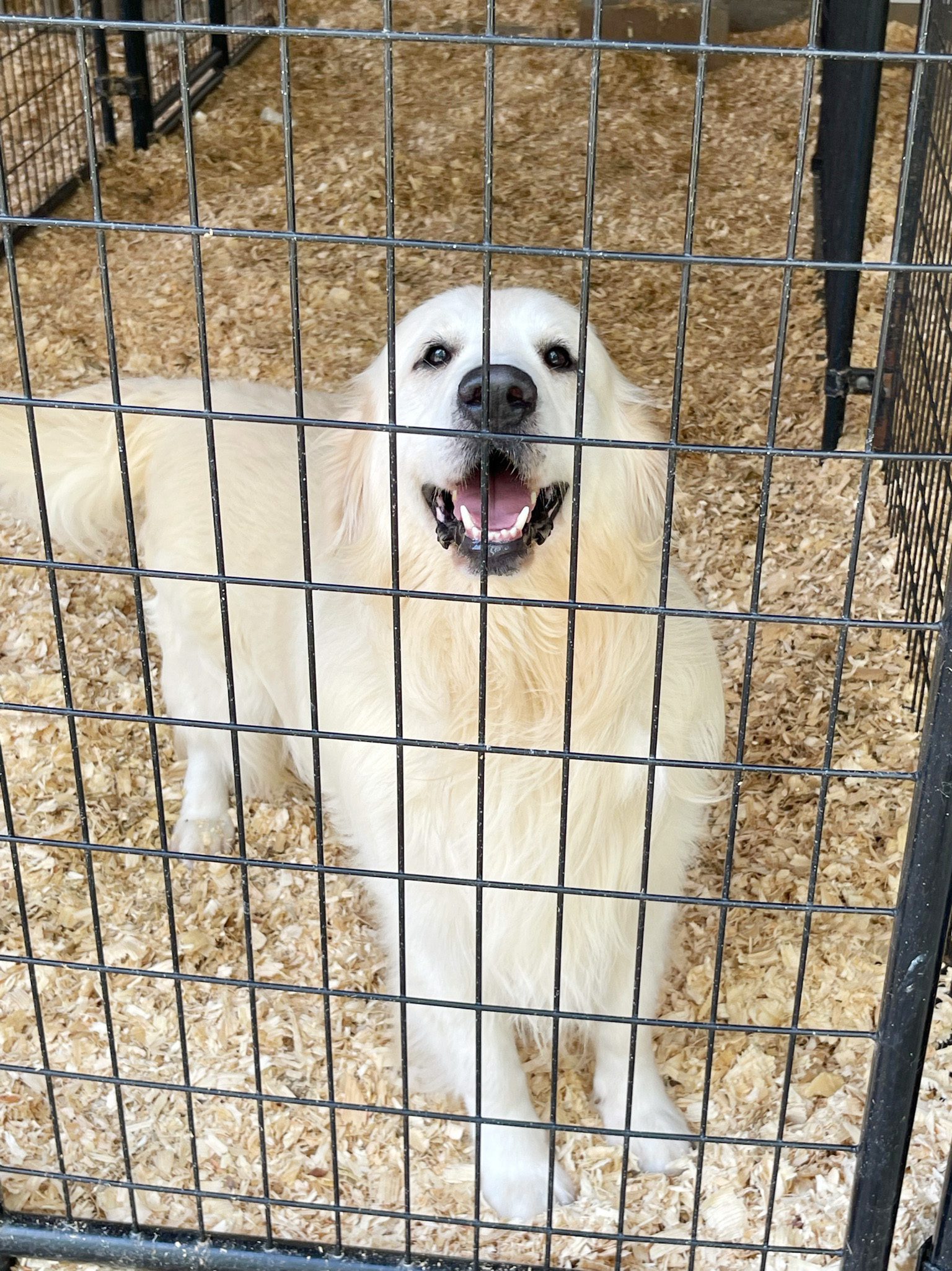 Happy golden!