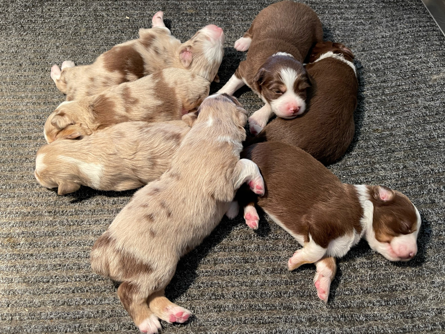 Sleeping mini-Aussie puppies