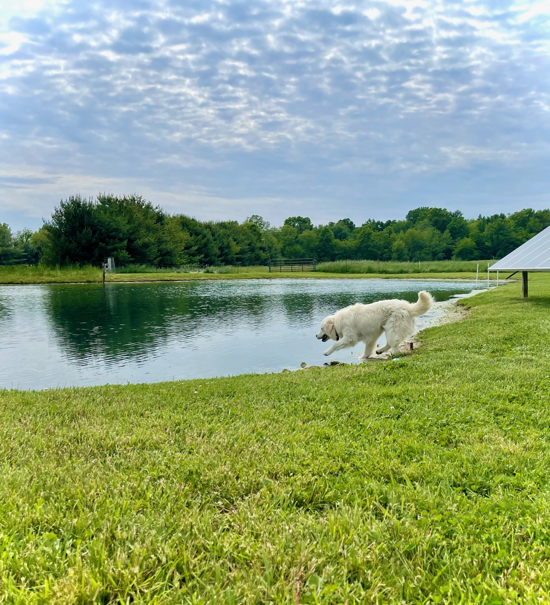 James\\' golden retriever jumping into the pond