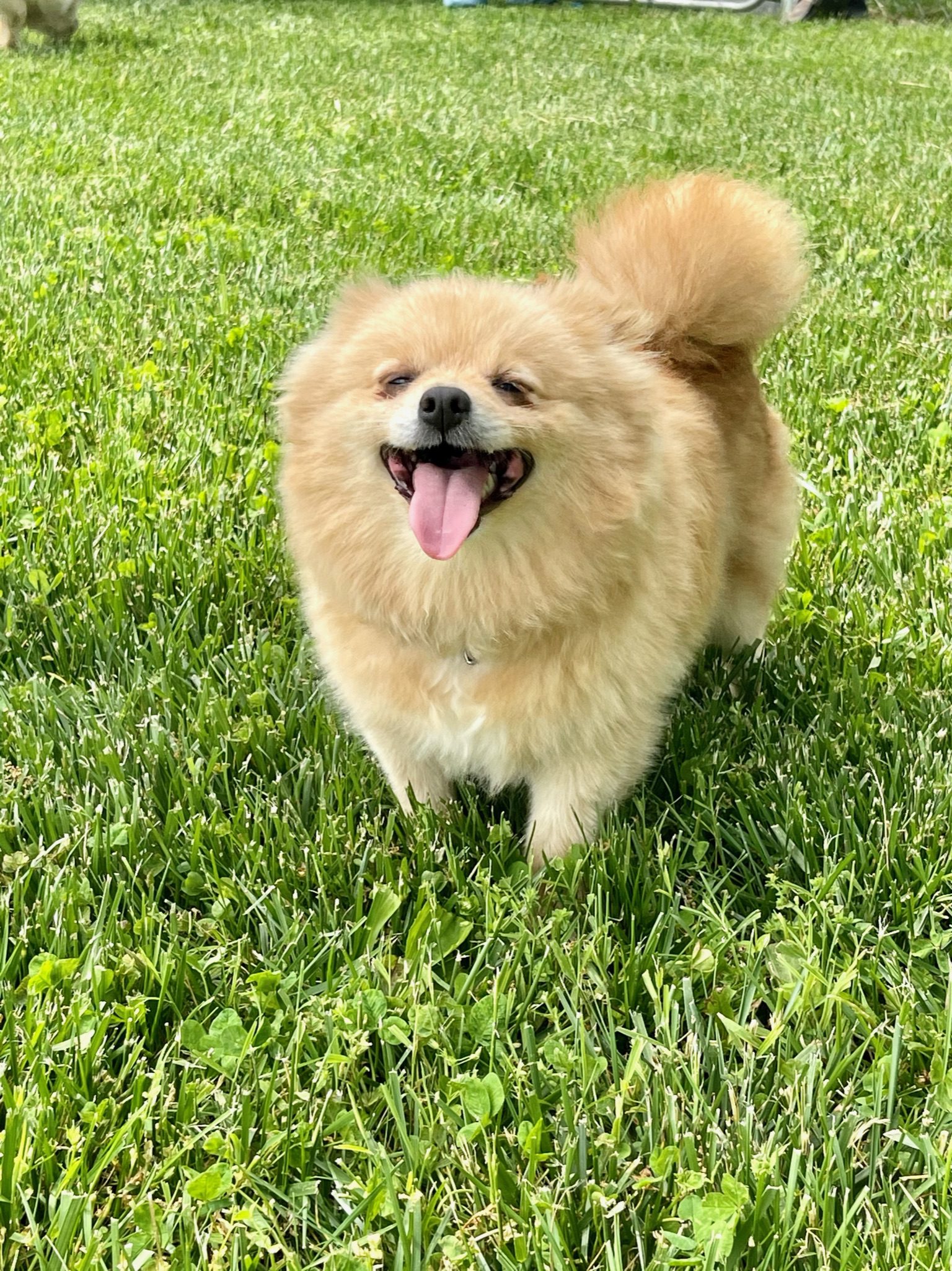 Cheerful Pomeranian dog