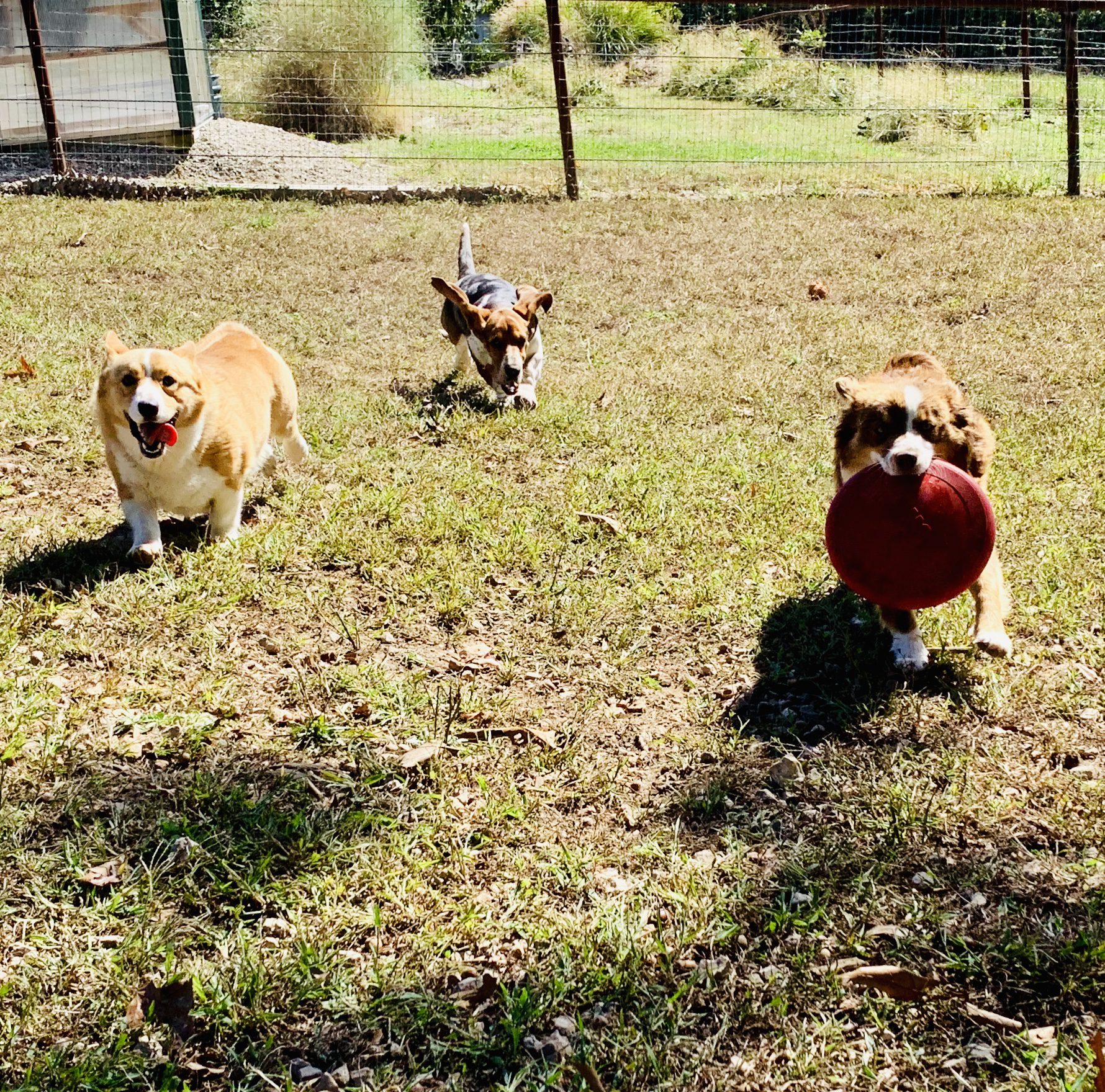 Dogs playing in the yard