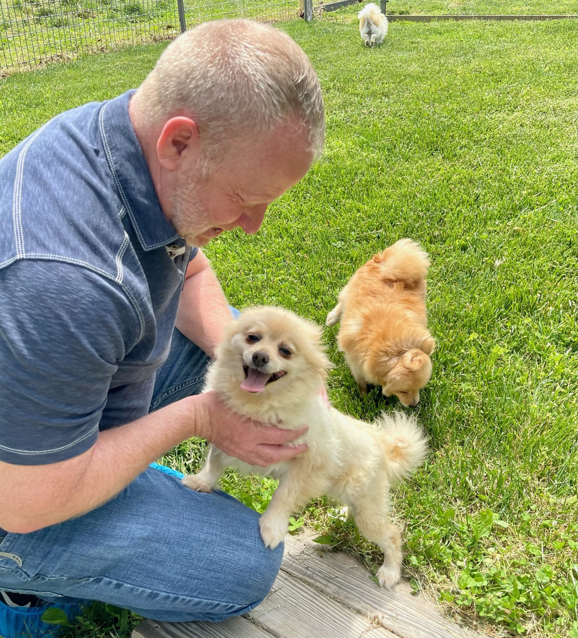 Frank says hello to a Pomeranian