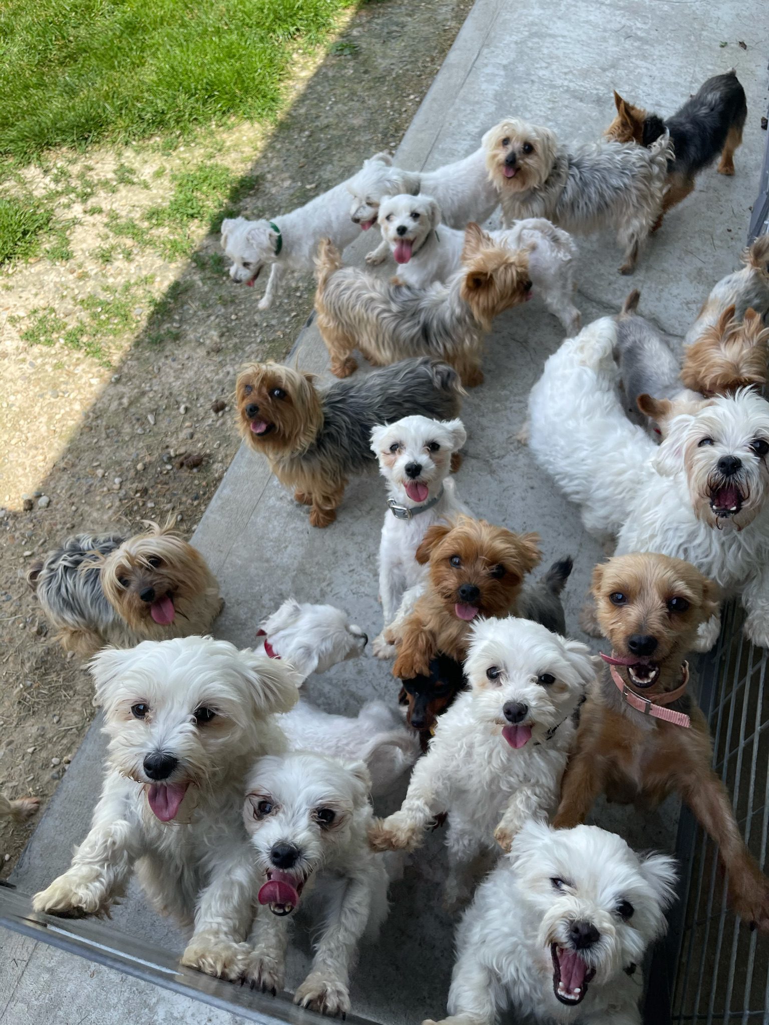 A large group of dogs at play time