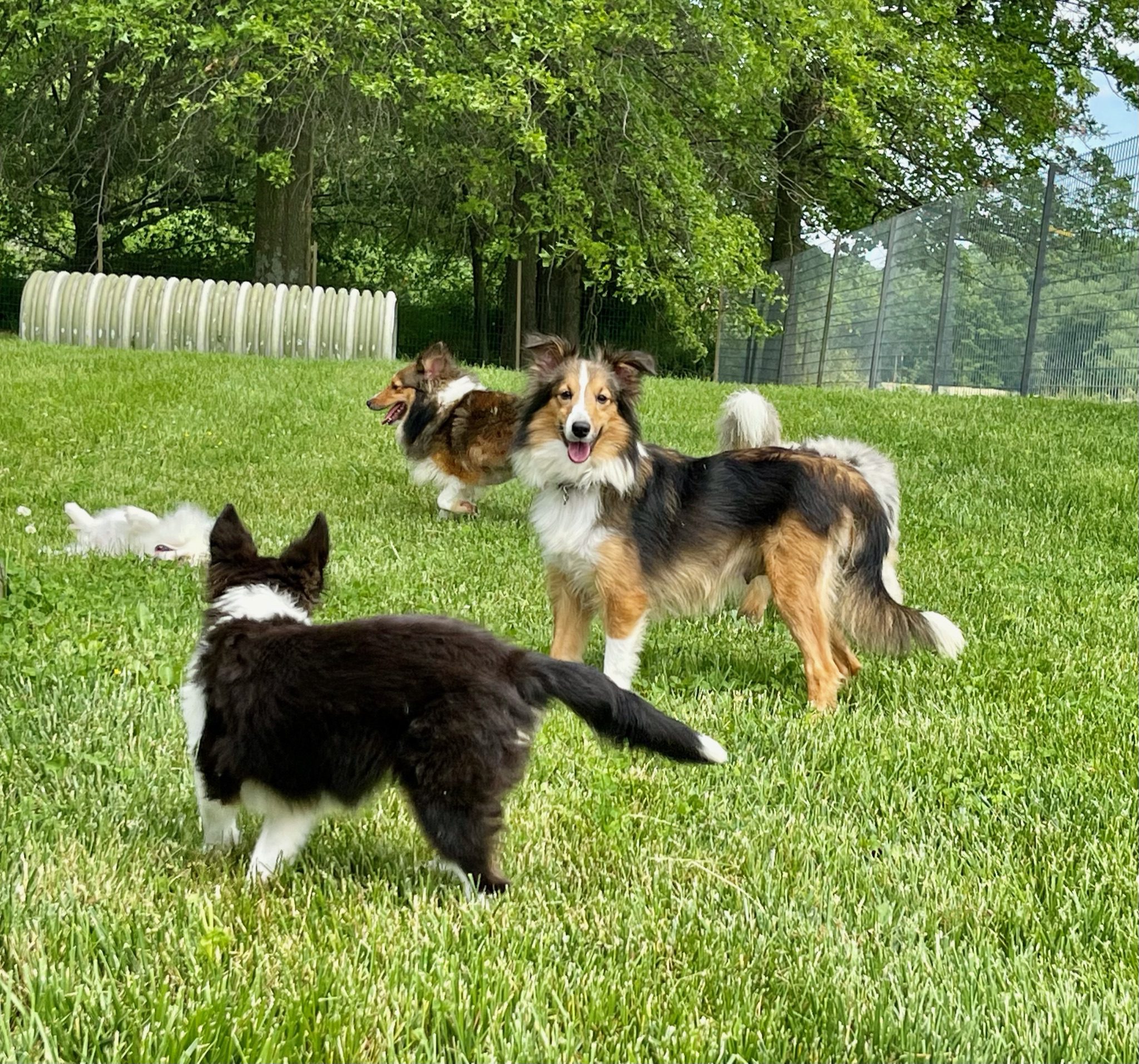 Shelties playing out in the yard