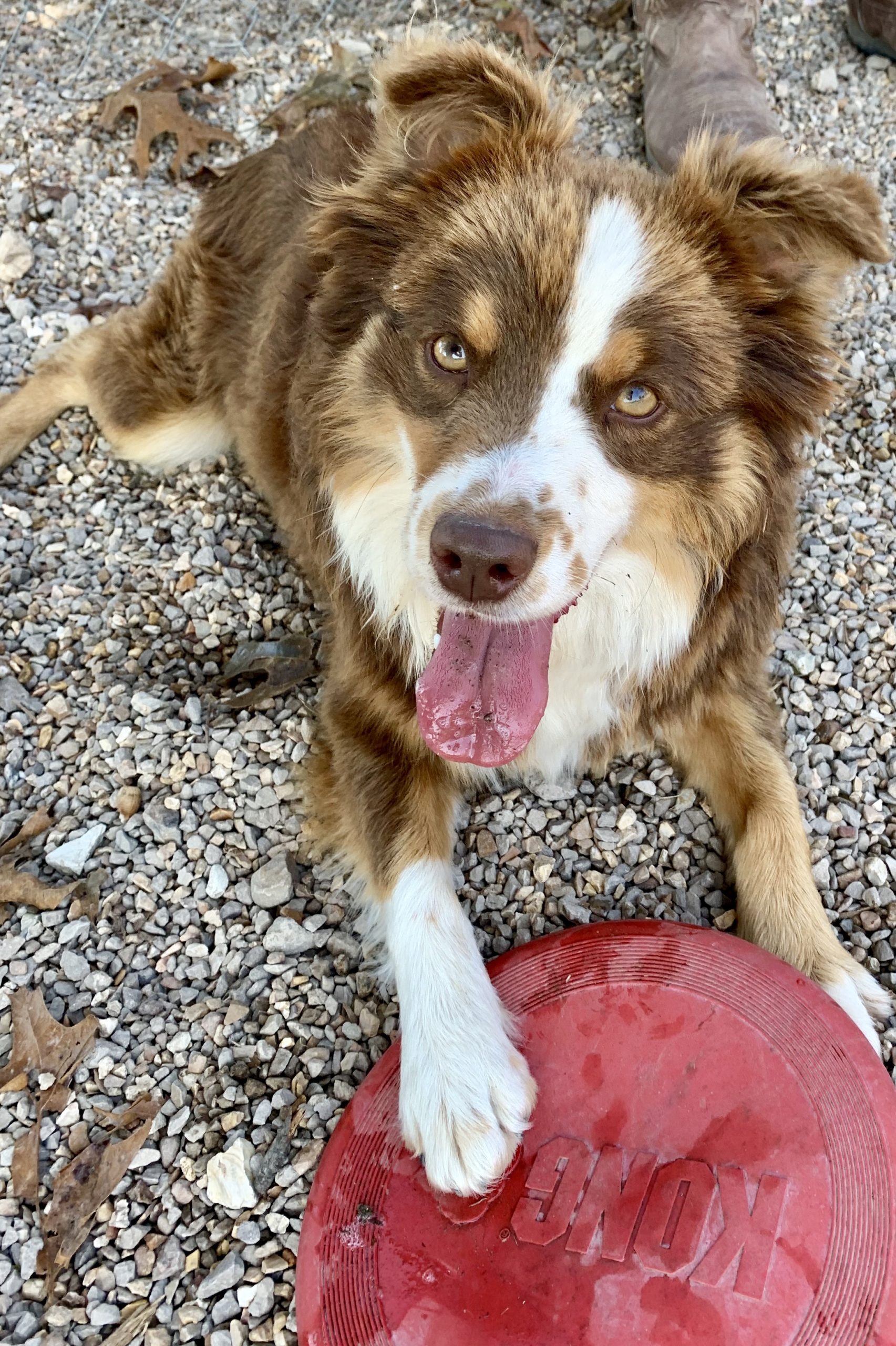 Happy Australian Shepherd