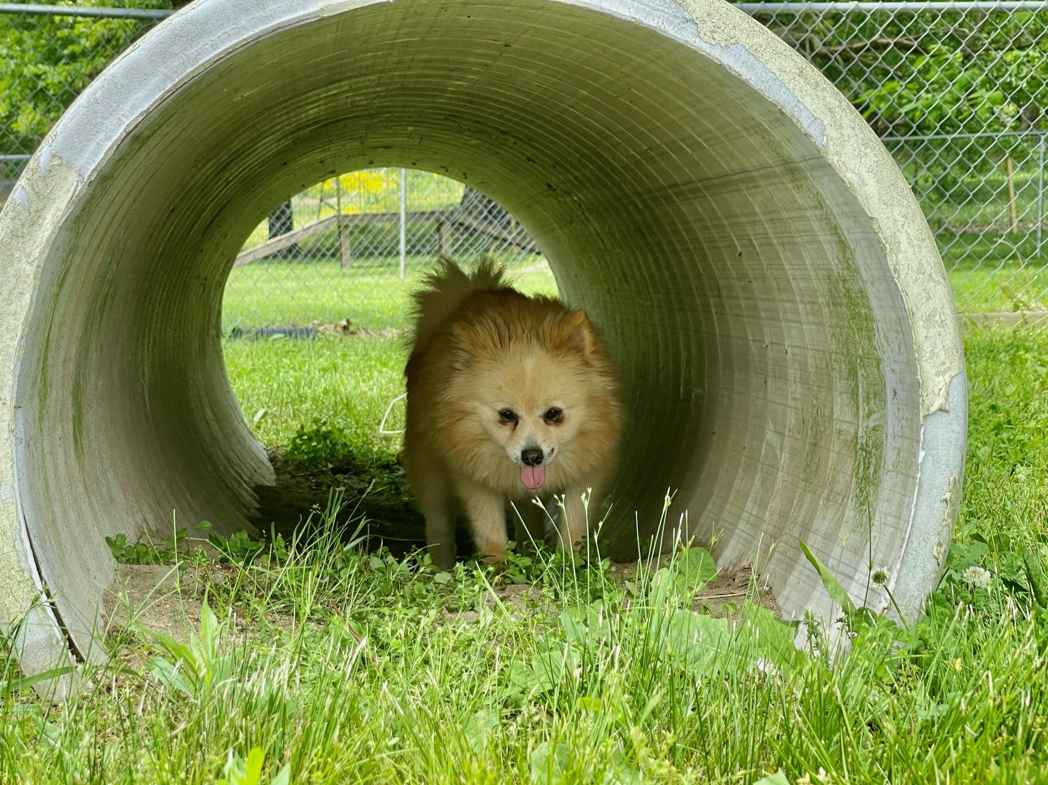 Pomeranian adult playing in concrete tube