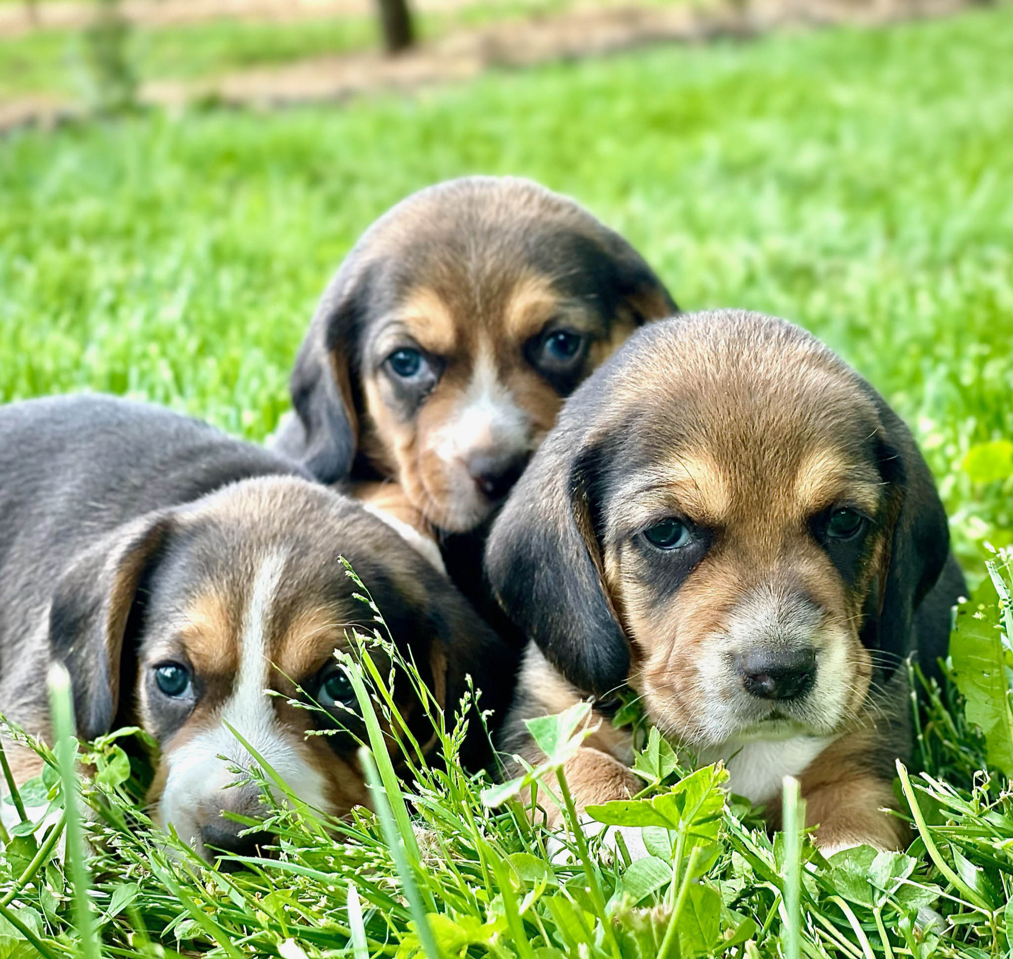 Beagle puppies cuddling