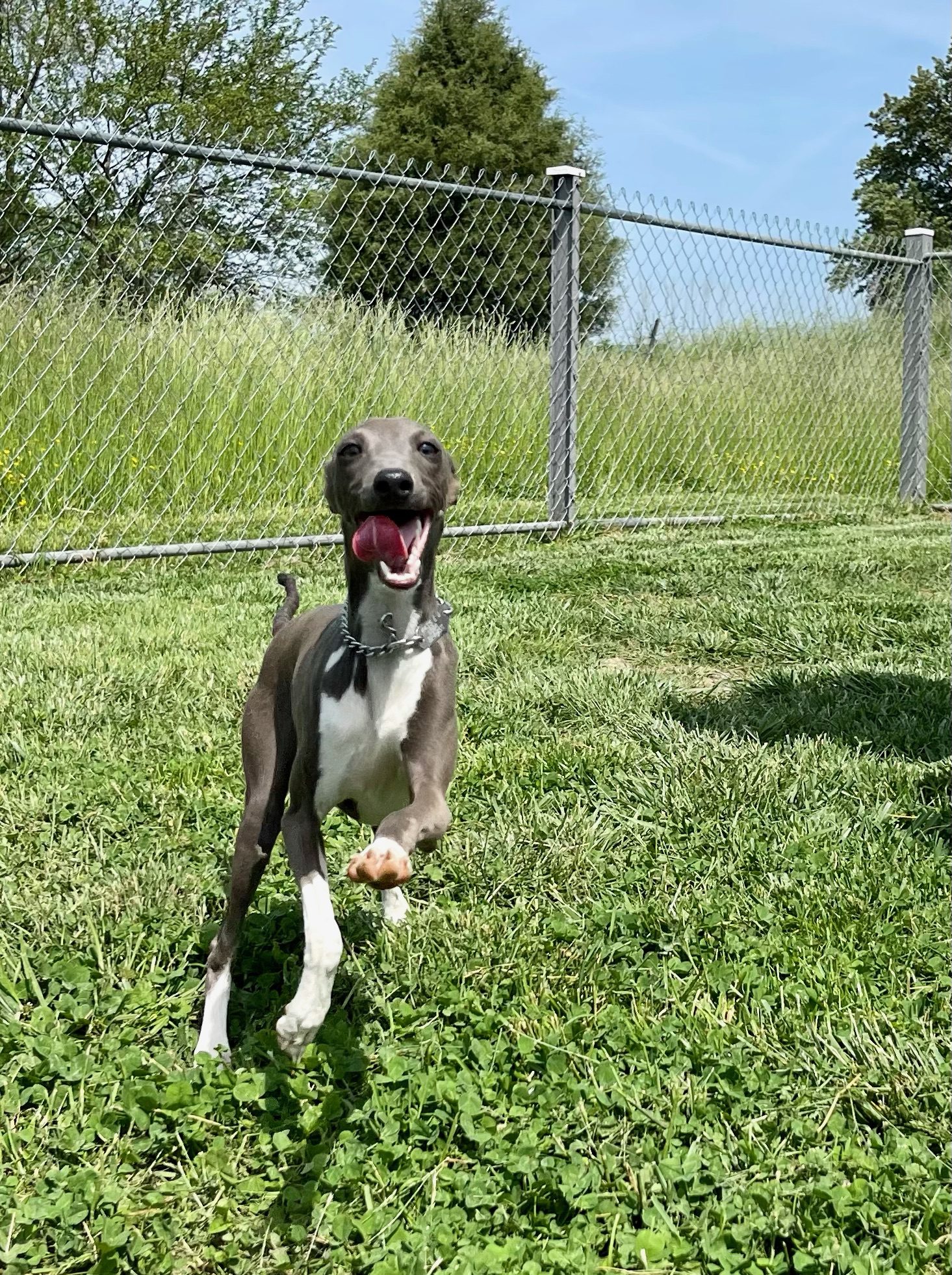 Italian greyhound running happily