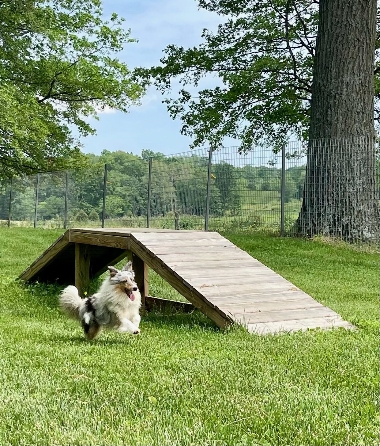 Sheltie running next to some of the play yard ramps