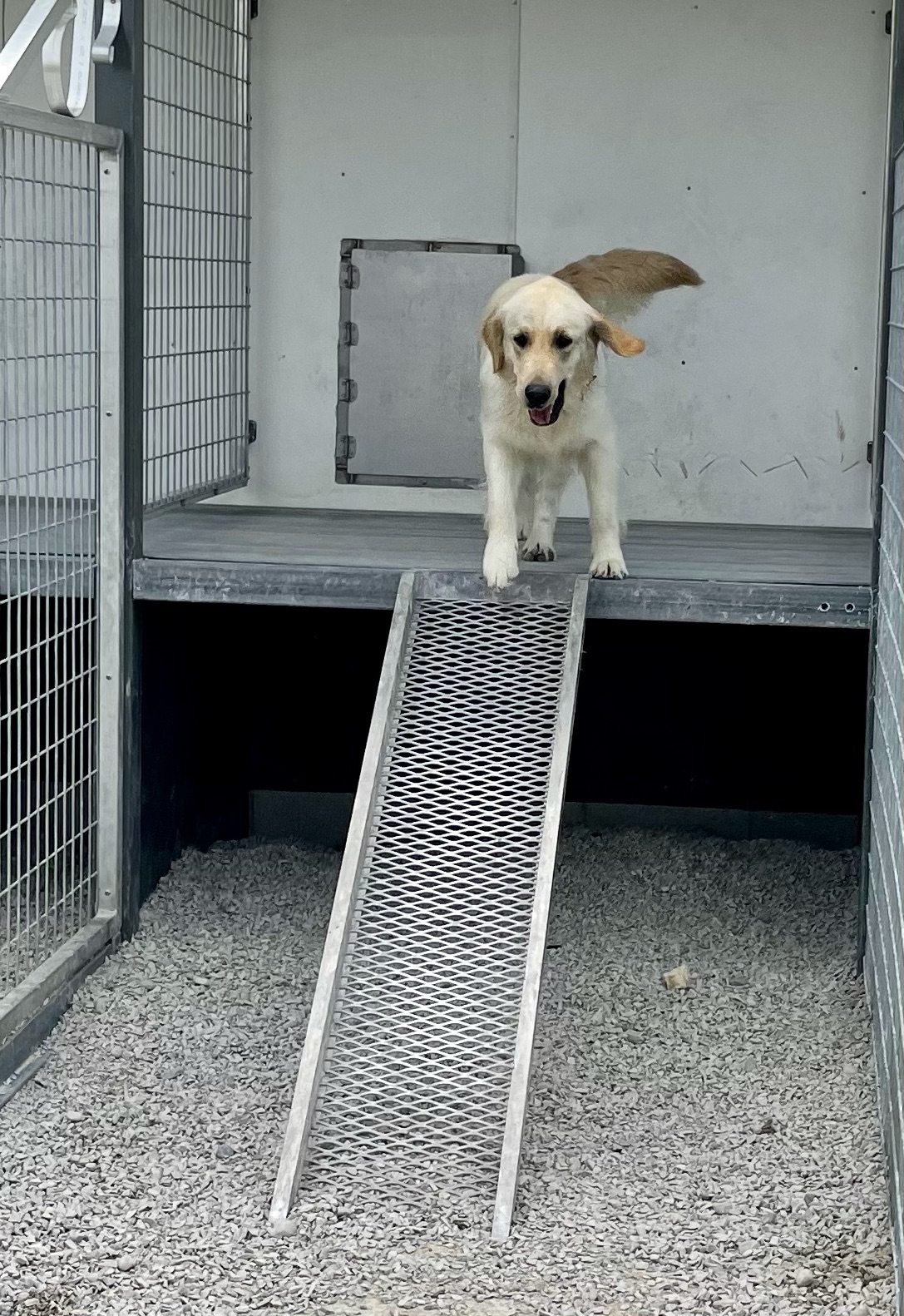 Retriever dog shop kennel ramp