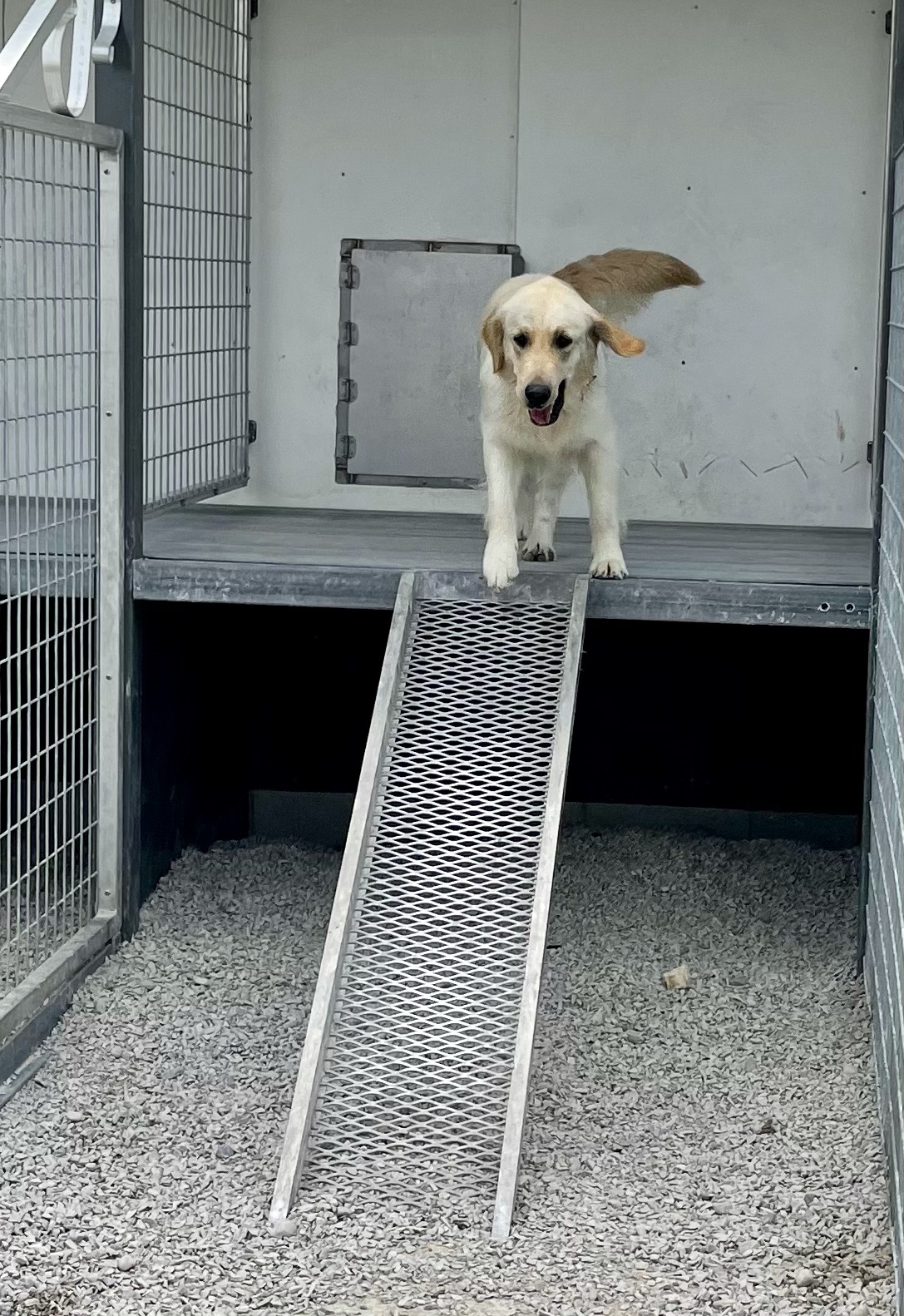 Golden retriever coming down a ramp