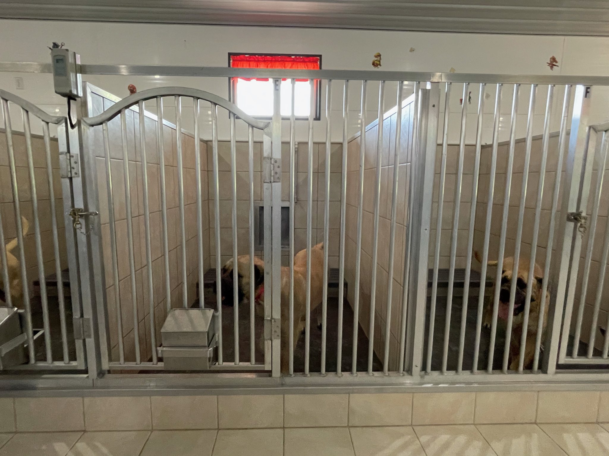 Indoor portion of the kennels