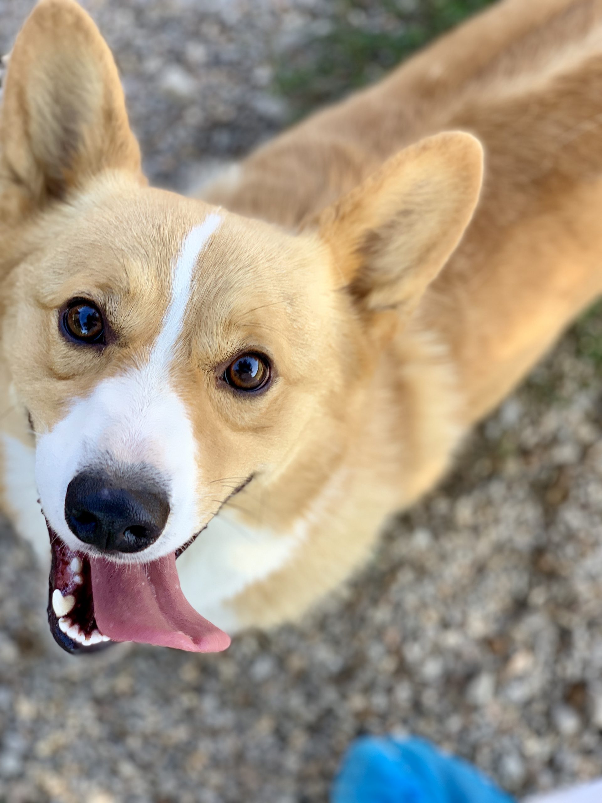 Happy Corgi