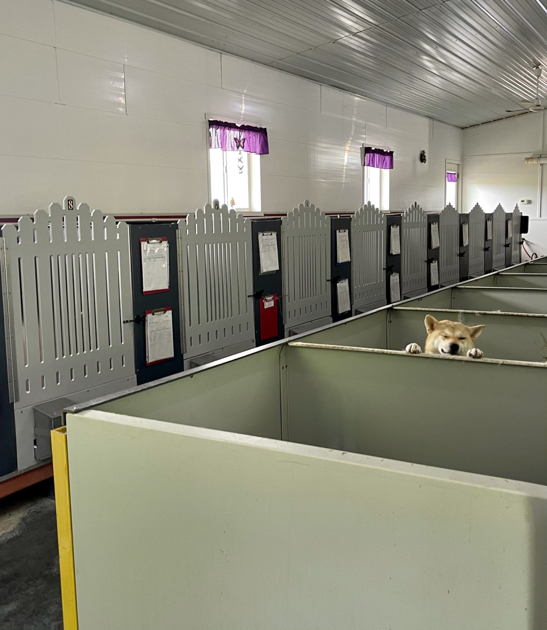 Shiba peeks over the top of the indoor kennels