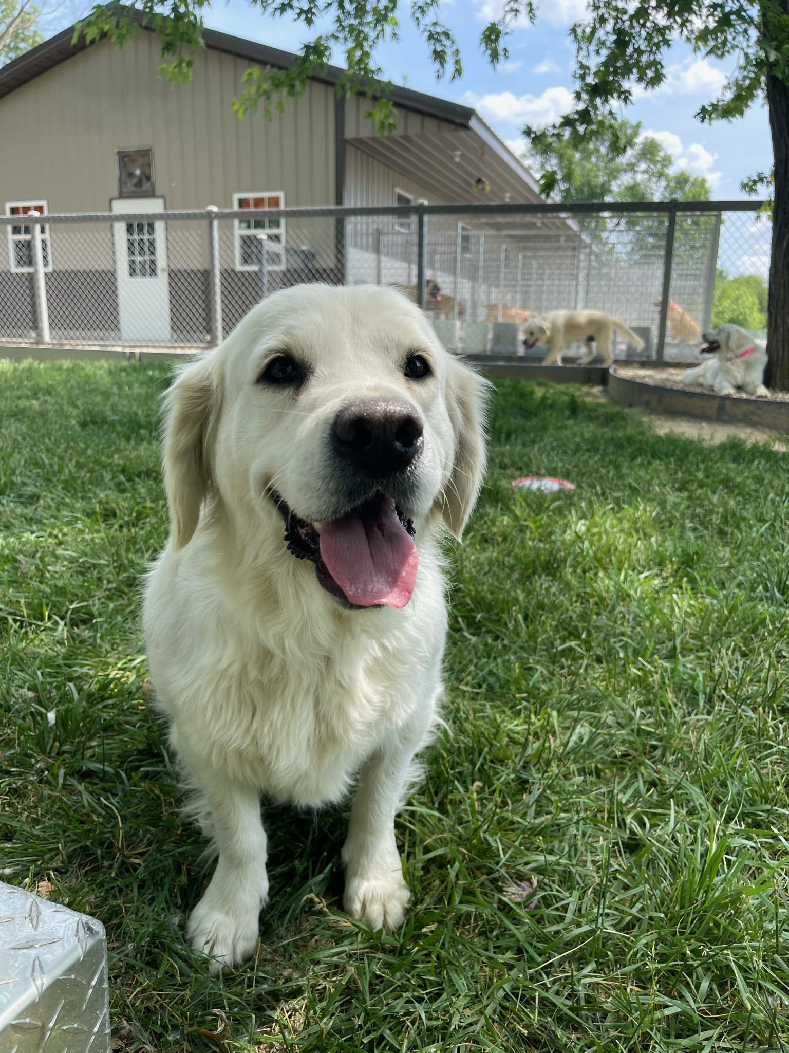 Happy golden retriever in the yard