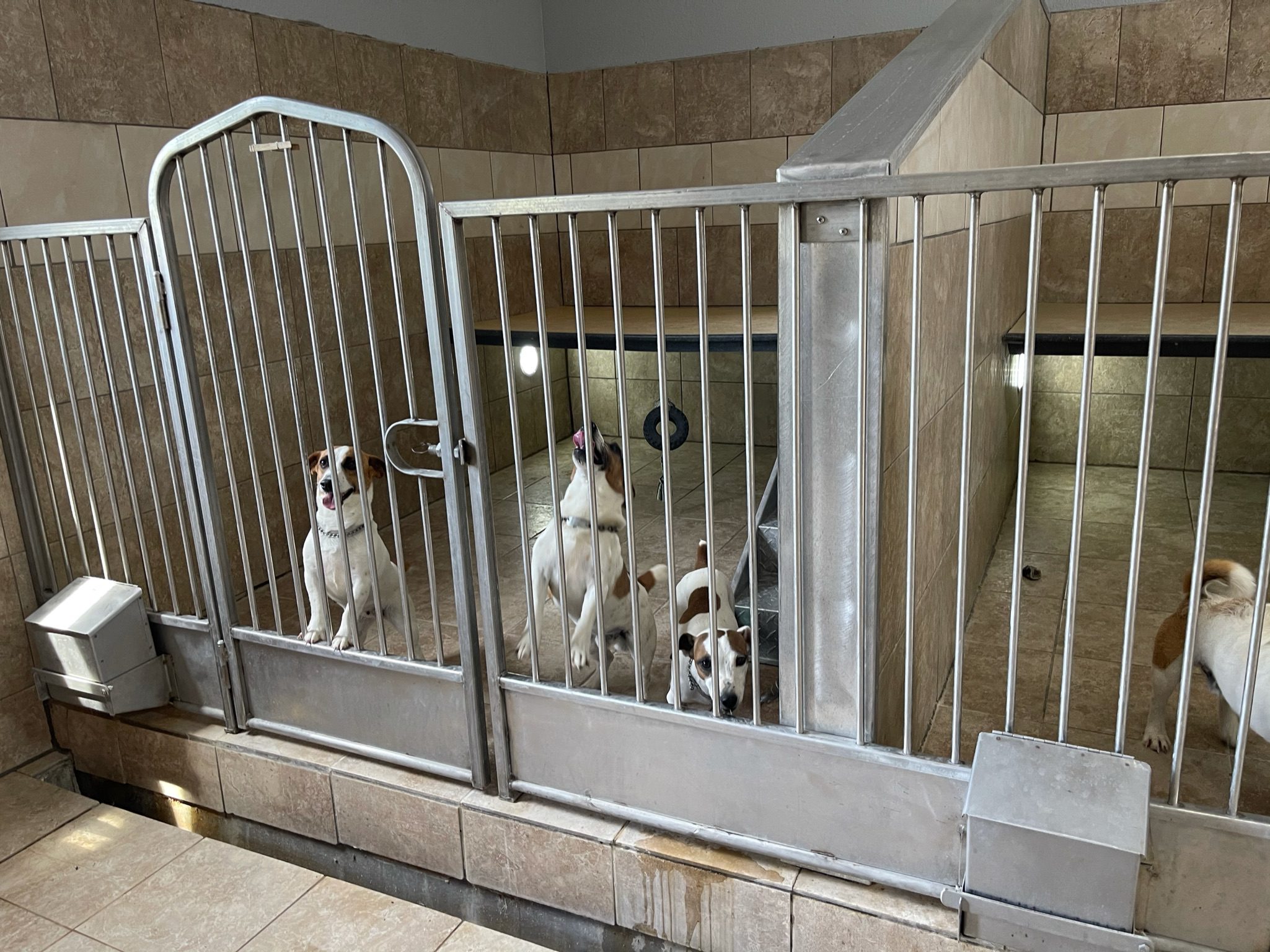 Jack Russell Terriers in the interior of the kennels