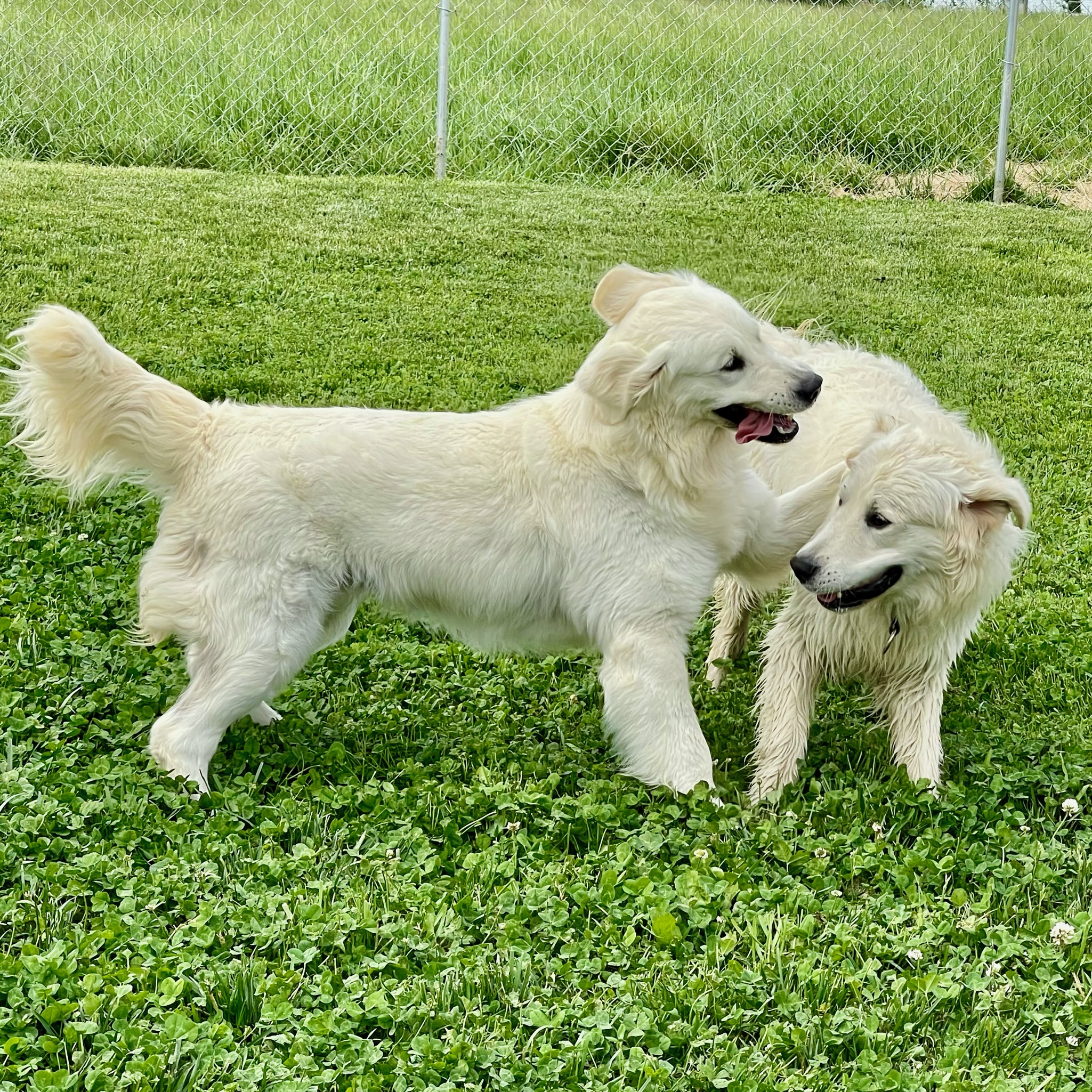 Golden retrievers playing