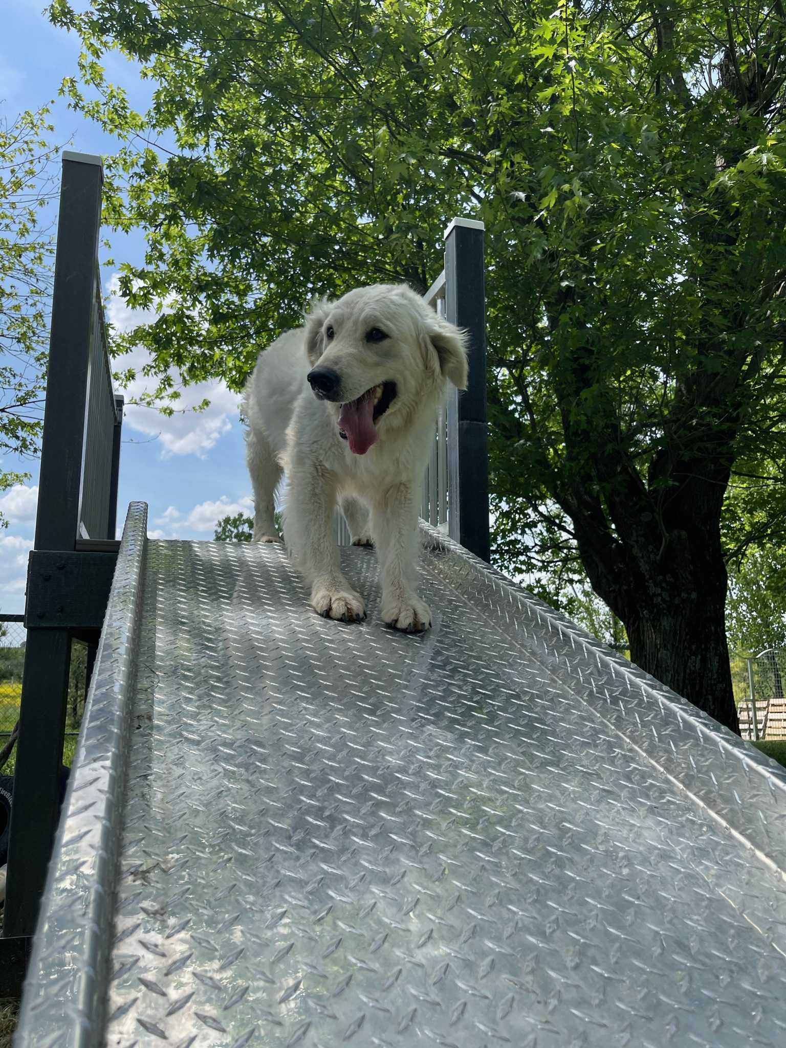 A golden retriever on one of the ramps in the play yard