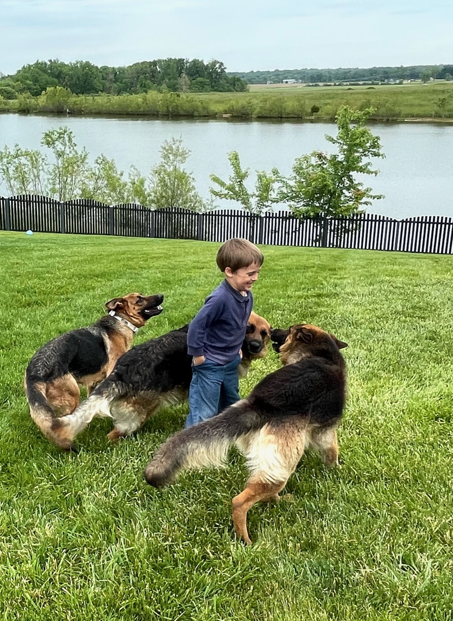 Caleb\'s son playing with the dogs