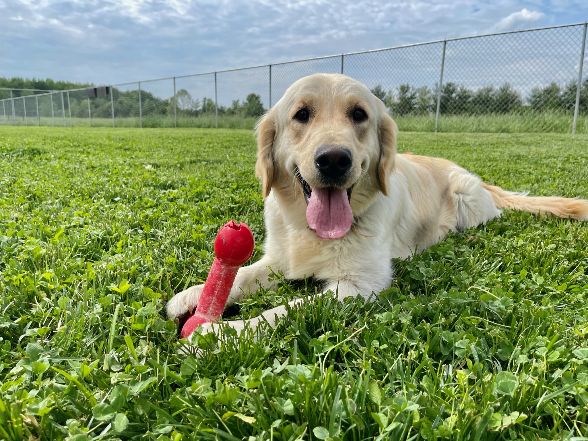 Adult golden enjoying a toy!