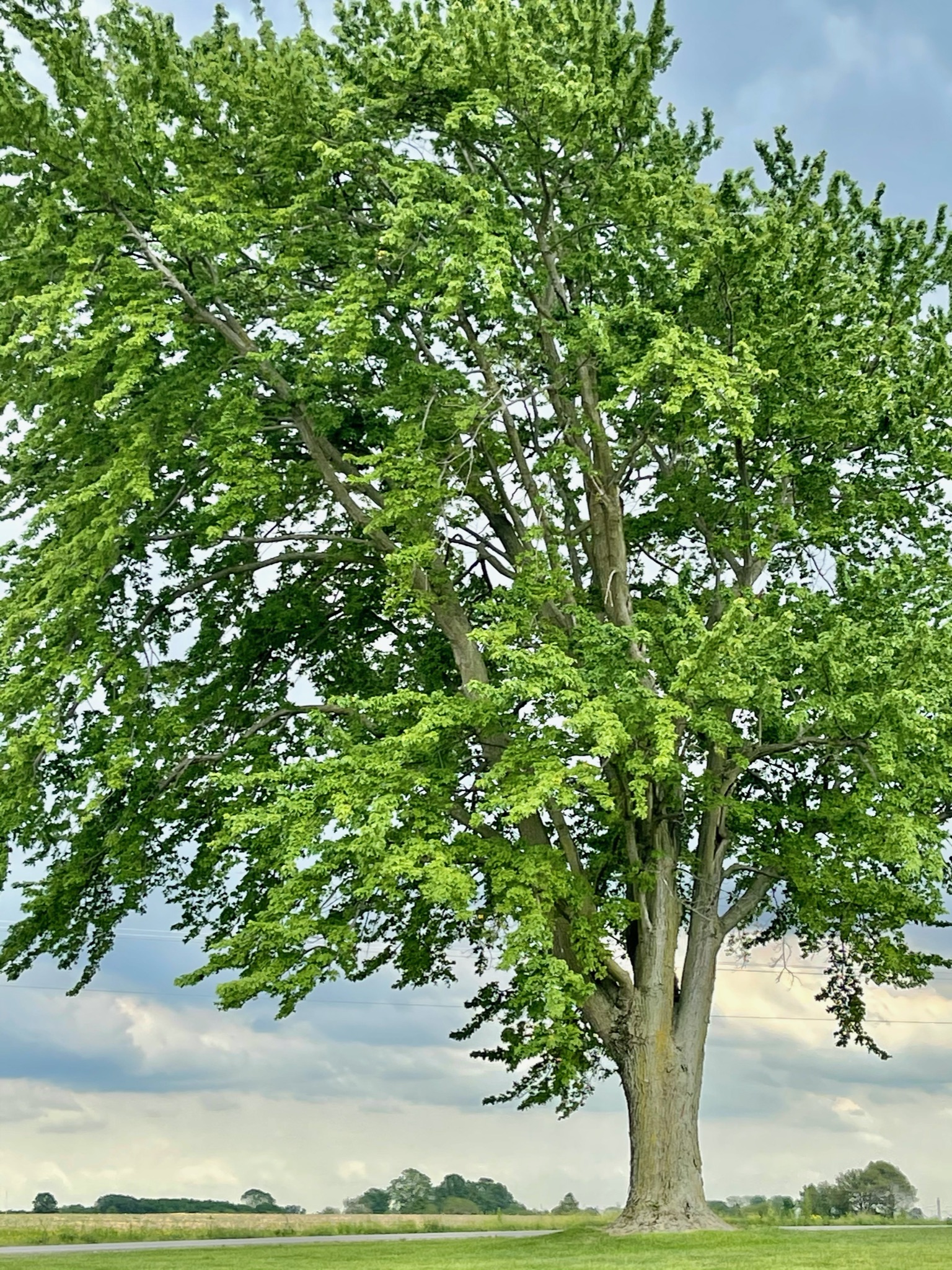 Tree on the property