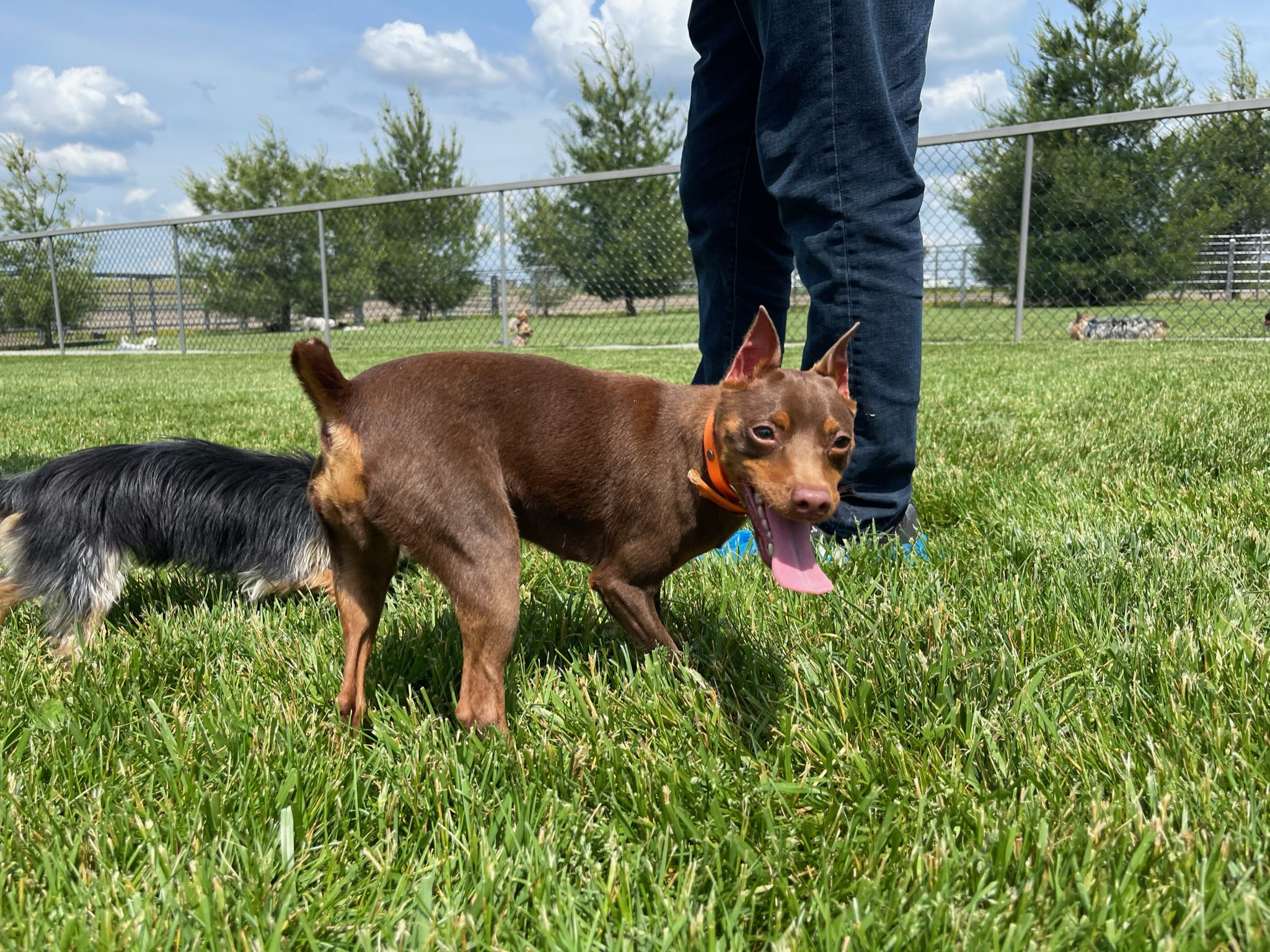 Adult Miniature Pinscher