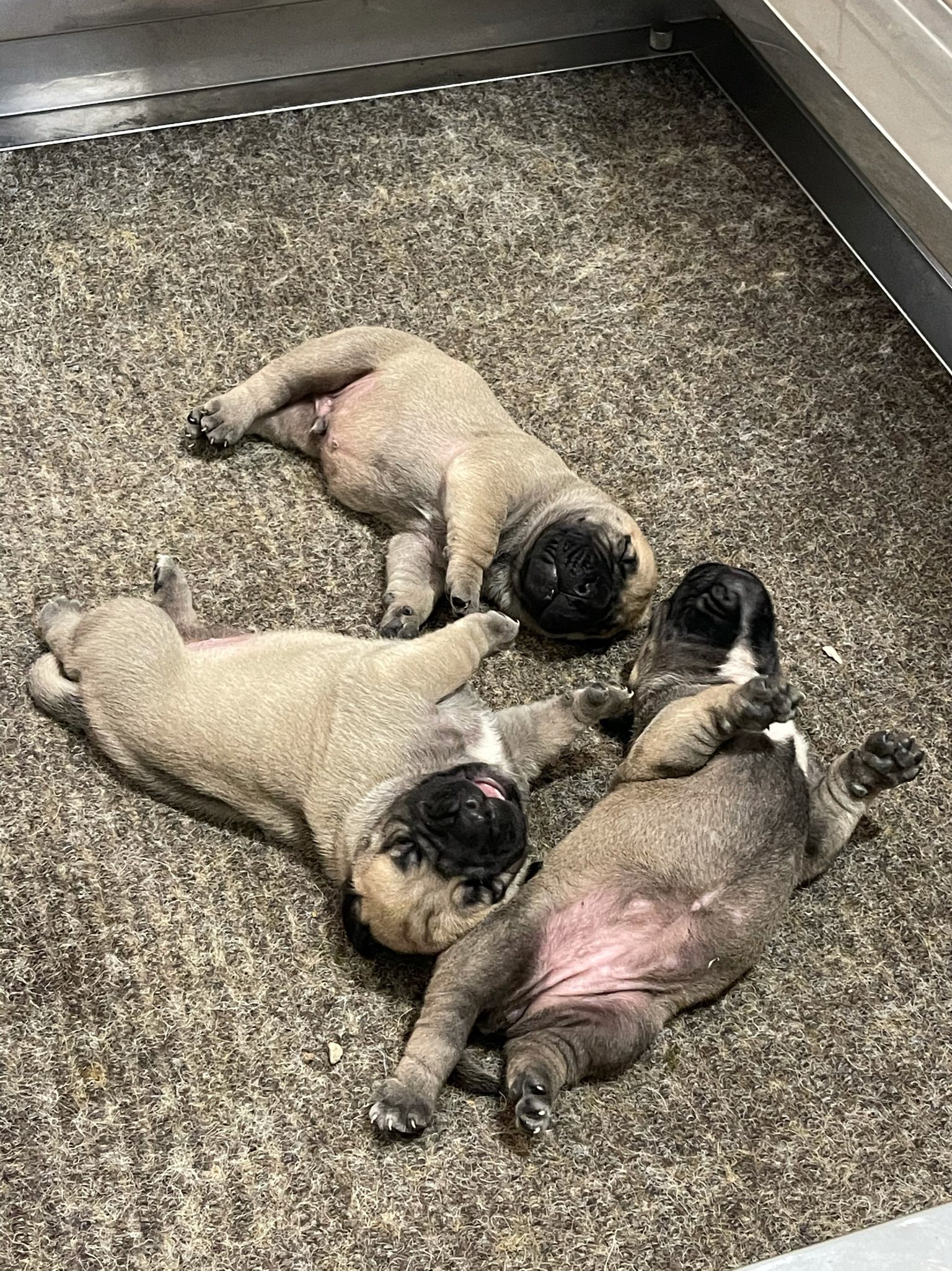 Bull Mastiff Puppies