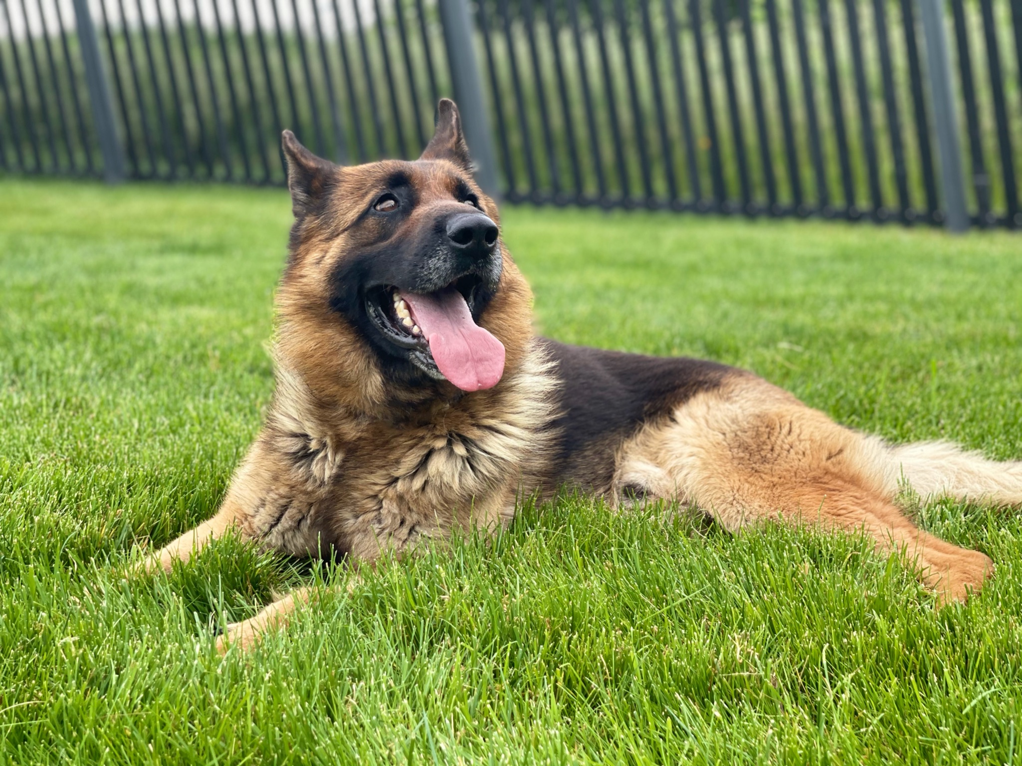 GSD relaxing in grass