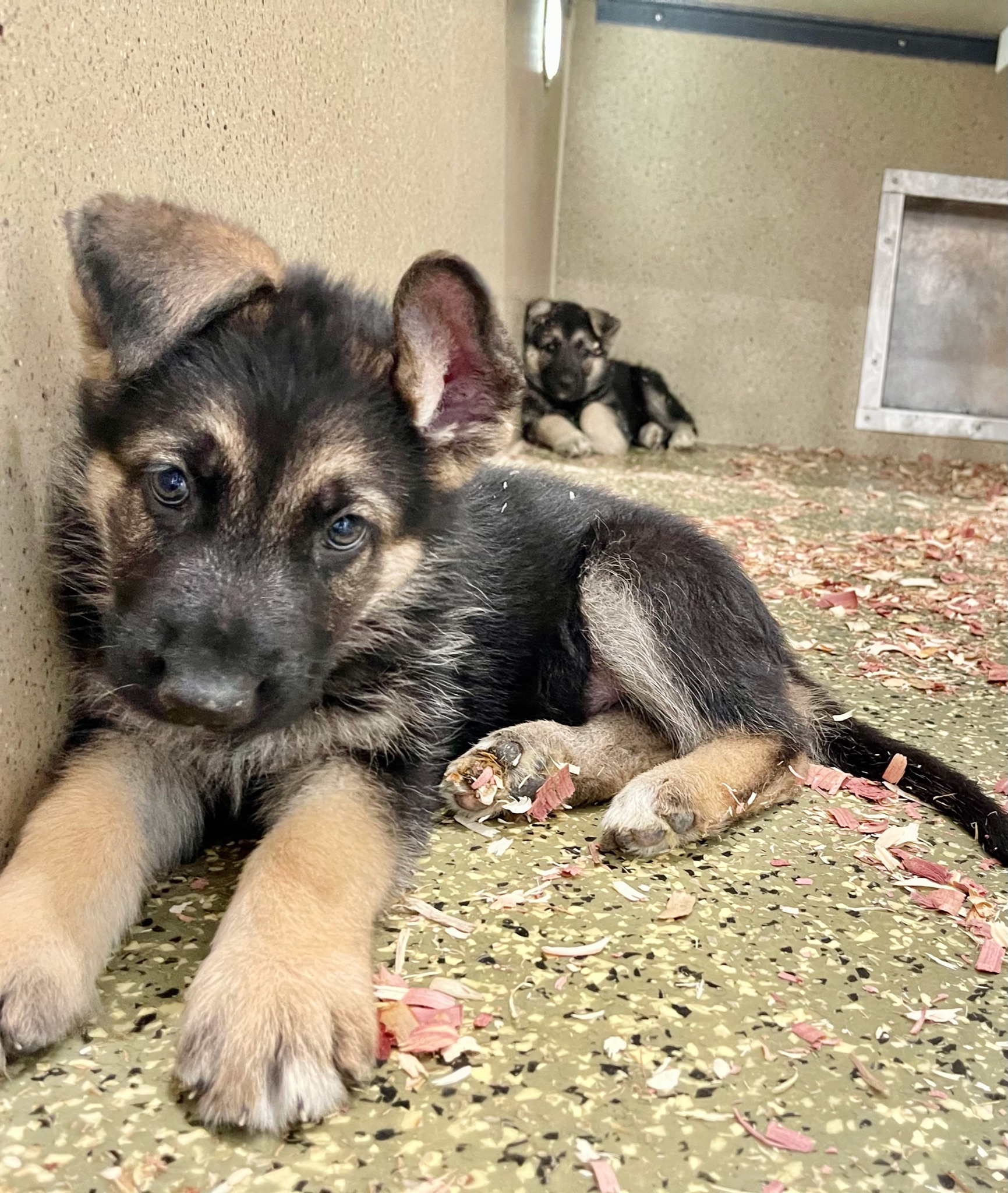 Young German Shepherd puppies