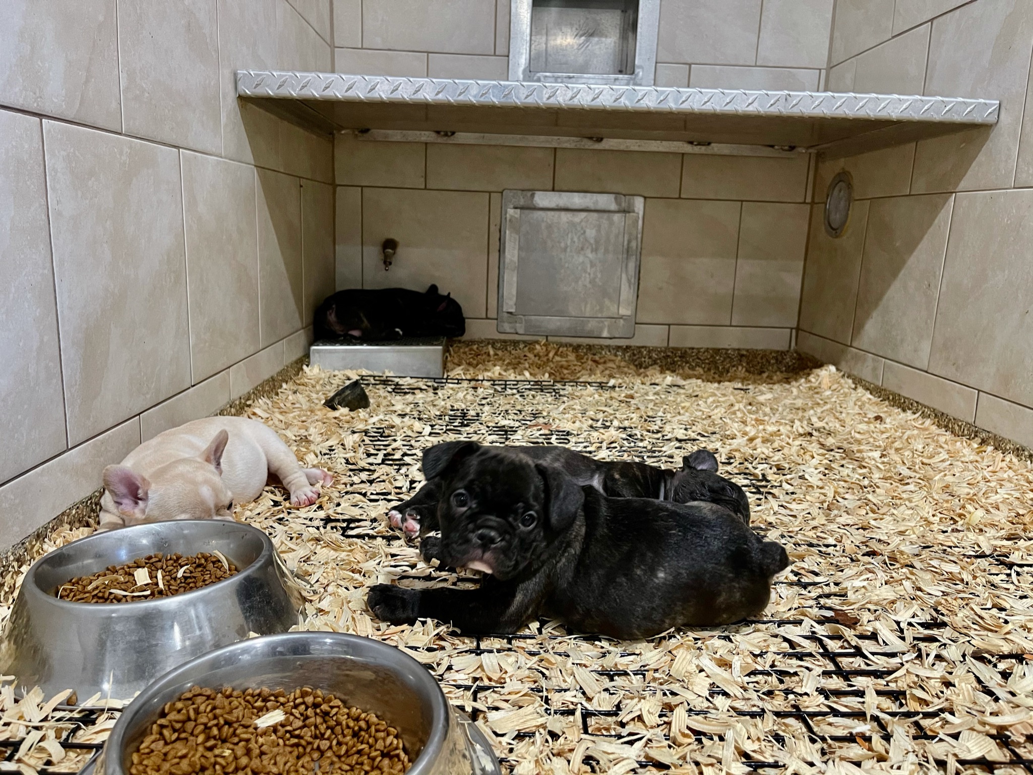 Puppies relaxing in their kennel