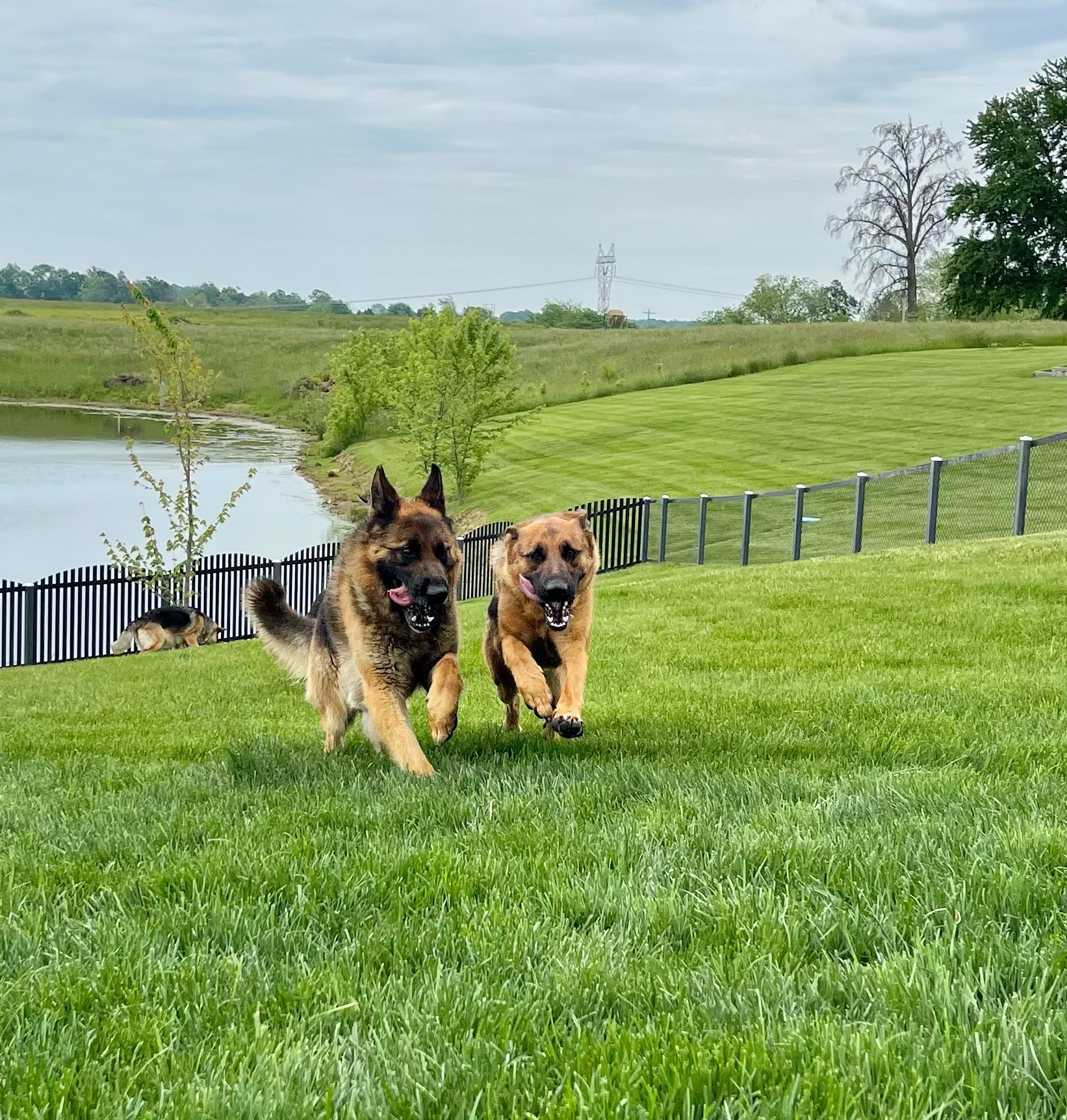 GSDs running around in the grass