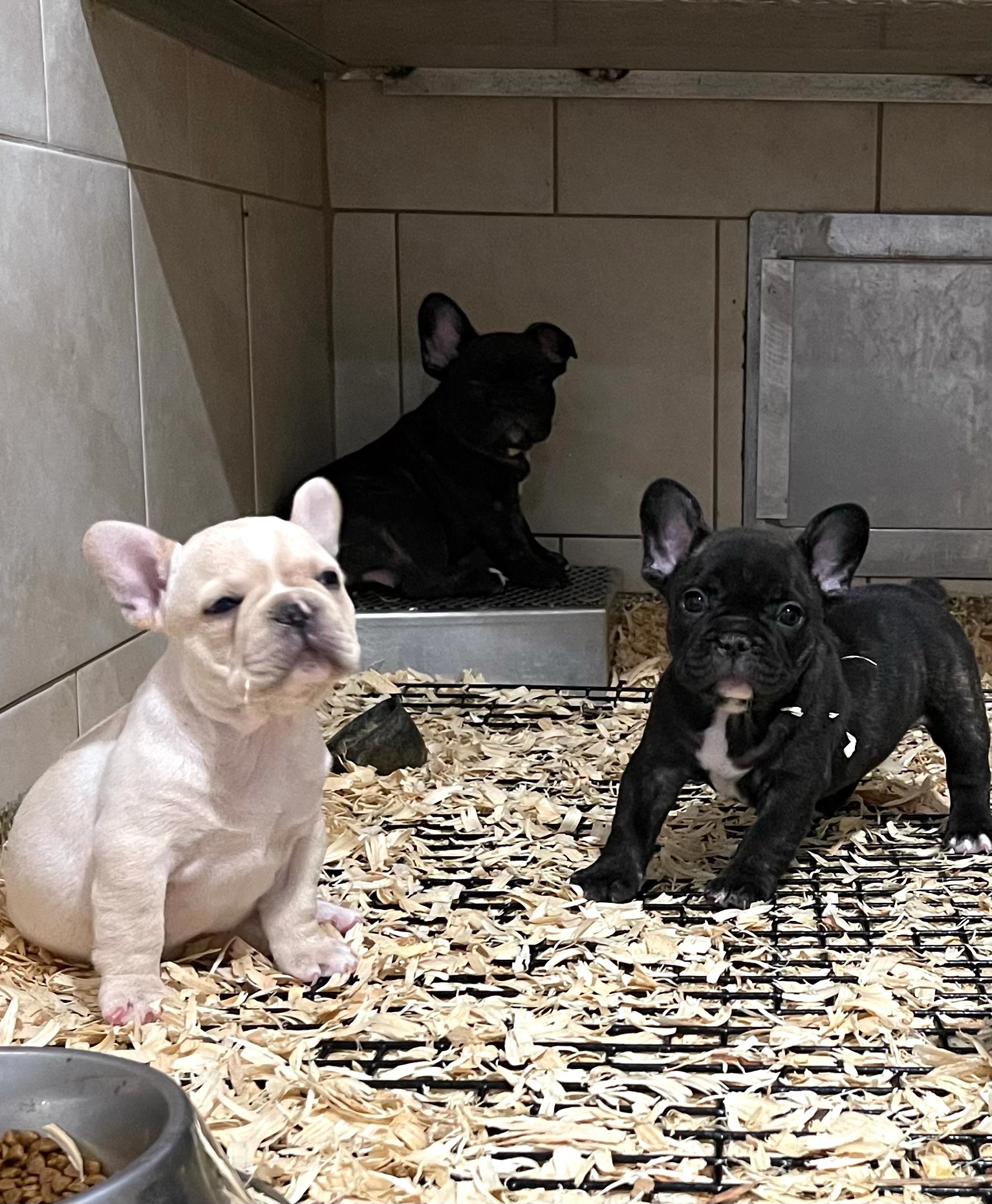 French bulldog puppies playing in their kennel