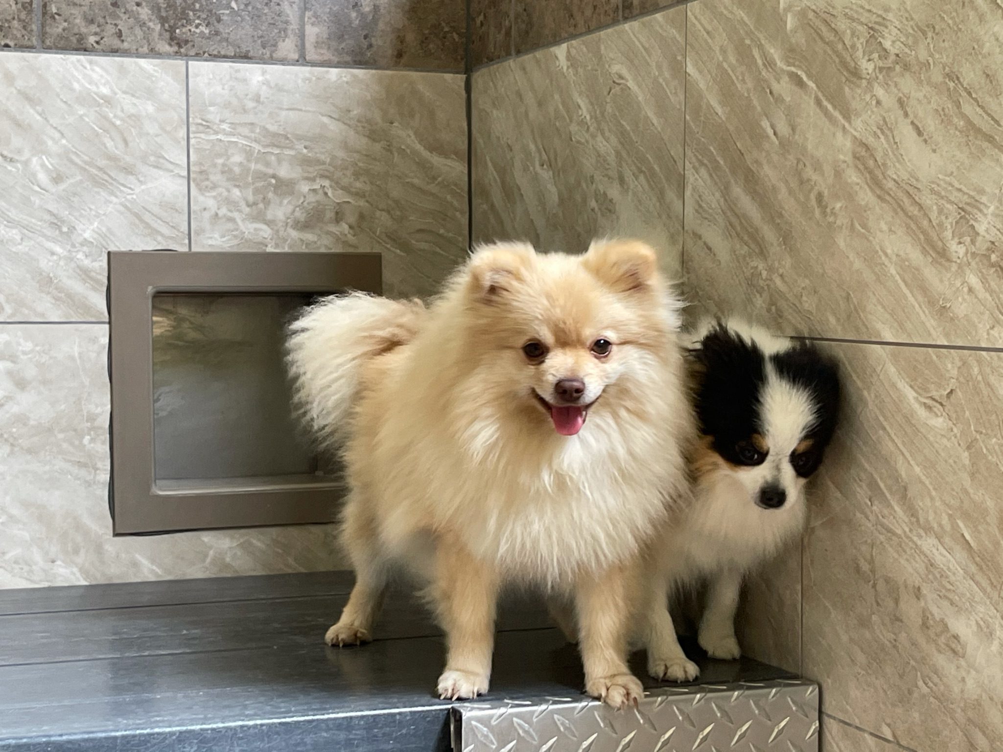 A pair of Pomeranians in the kennels