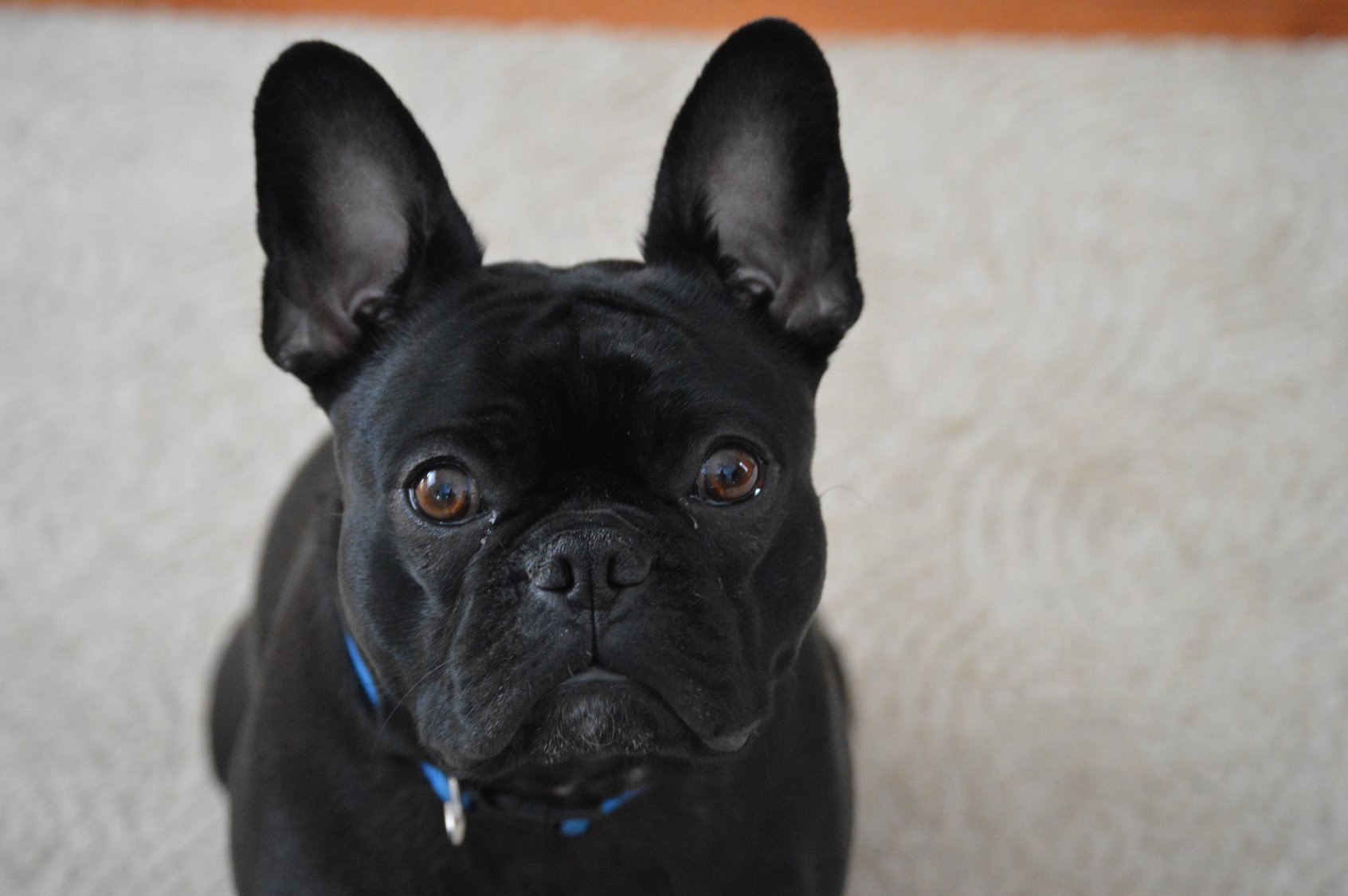 A curious black Frenchie