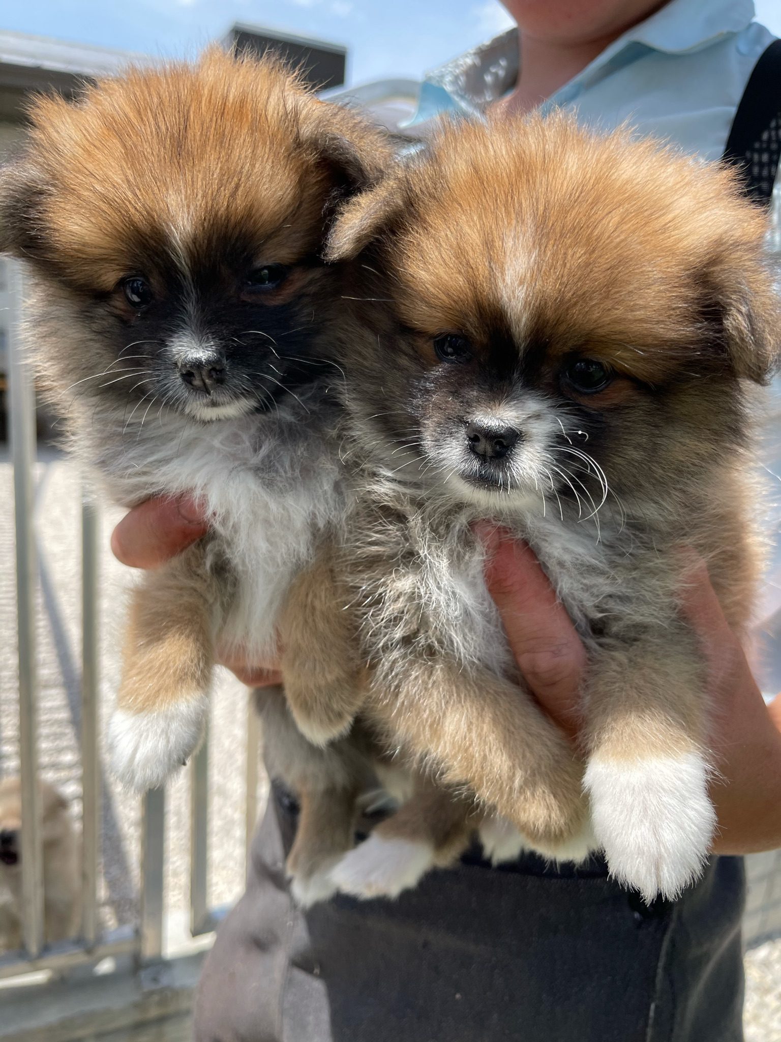 Two Pomeranian puppies