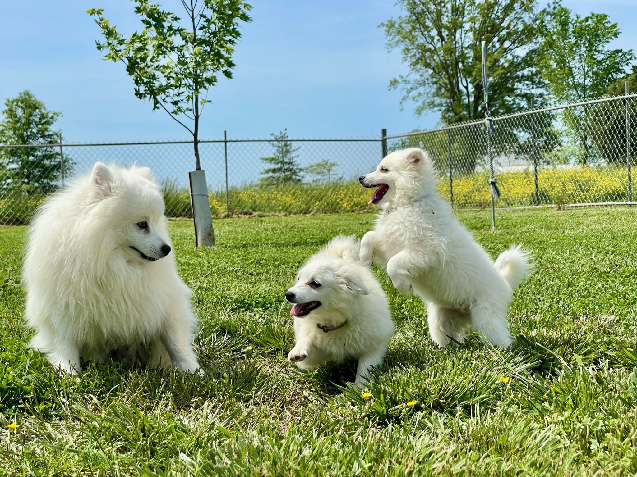 Adult Eskimo dog and puppies playing