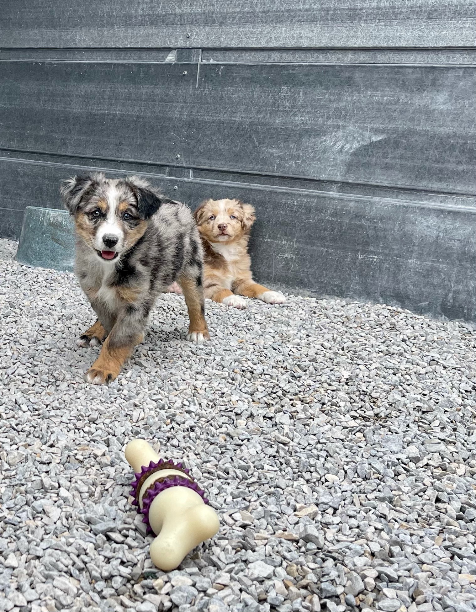 Mini-Aussie puppies