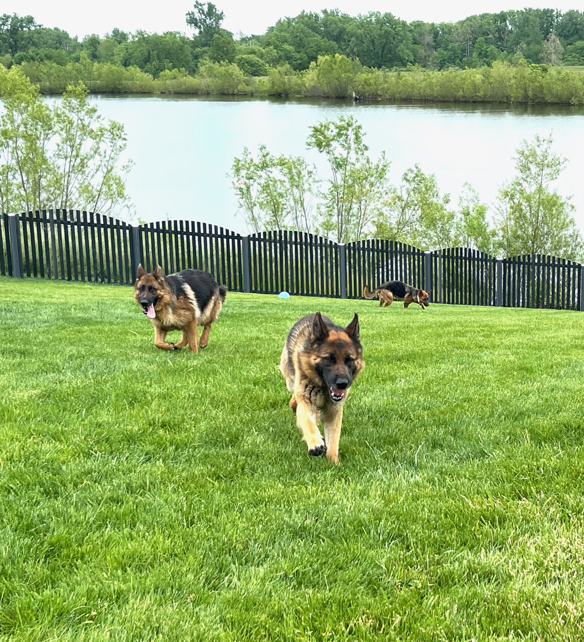 German Shepherds playing outside