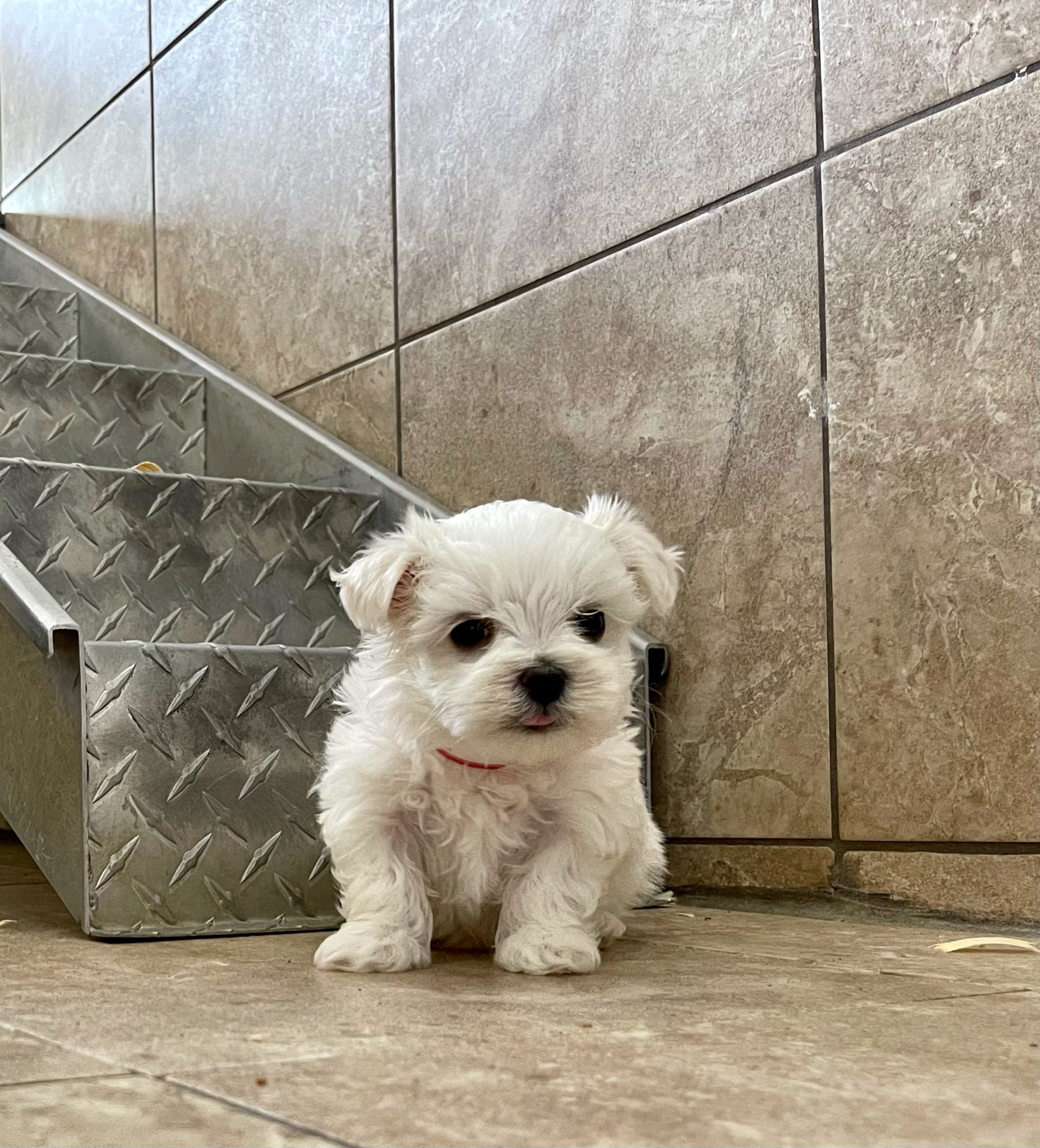 Maltese puppy sitting in front of some kennel stairs