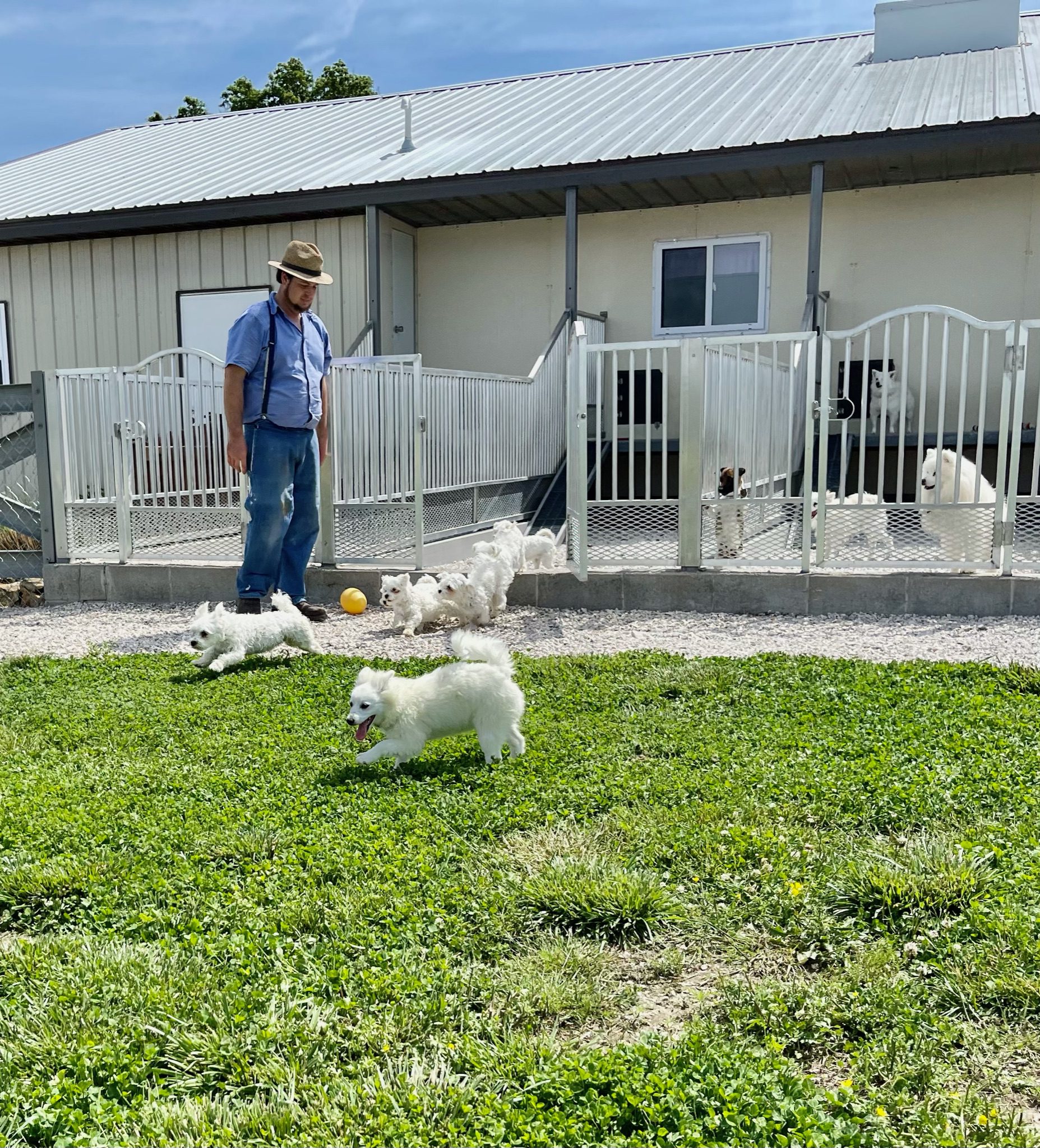 Steven allowing the dogs out into the play yard