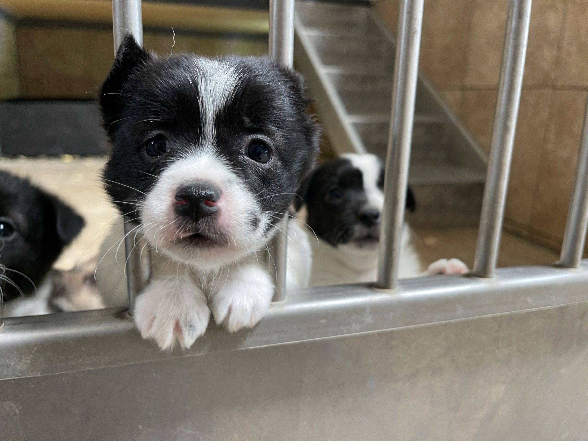 Puppy peering through the kennel bars