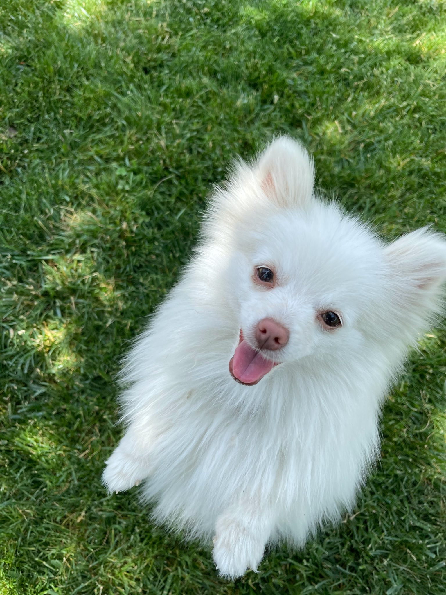 Pomeranian saying hello