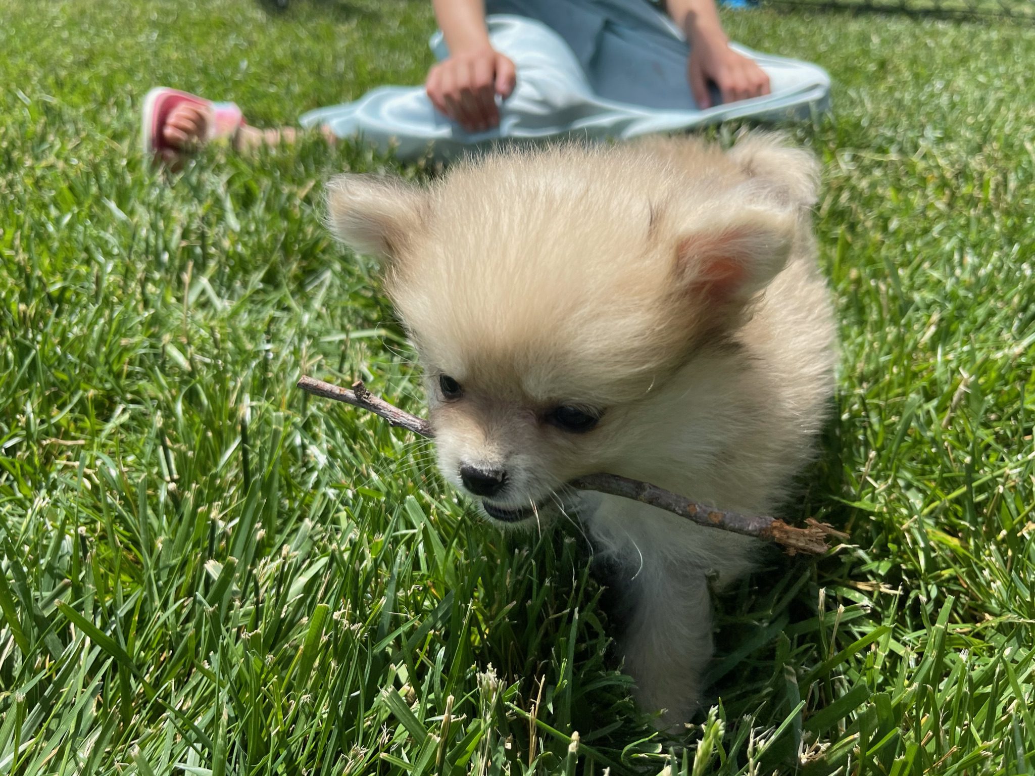 A Pomeranian puppy chews a stick