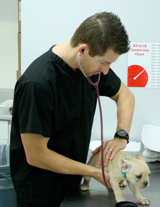 Veterinarian checking up on a French Bulldog