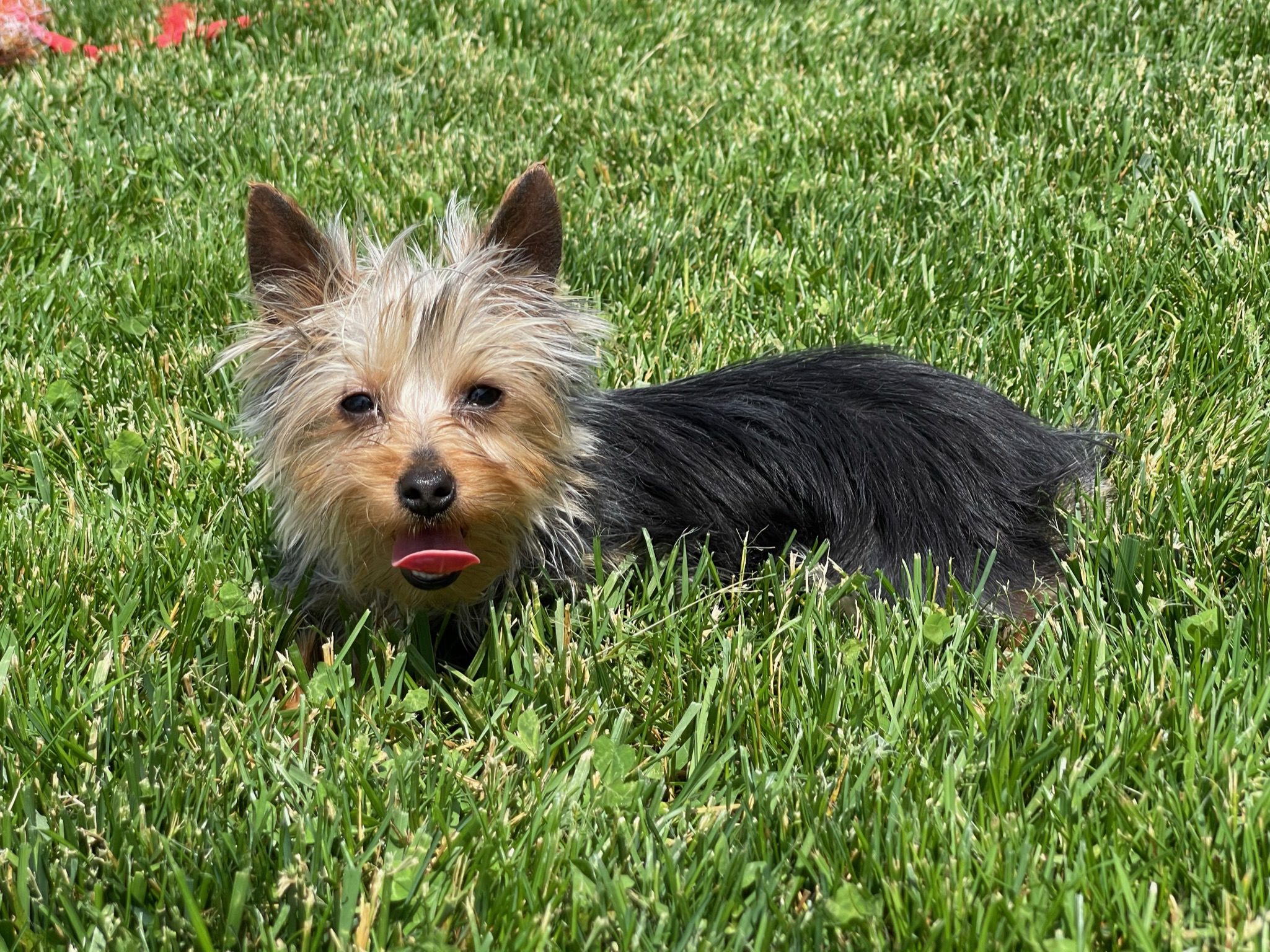 Relaxing Yorkshire Terriers